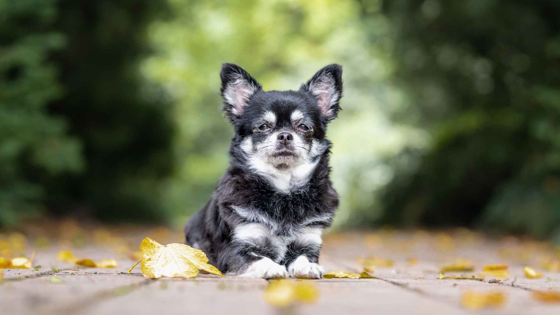7 Most Alert Tiny Dog Breeds That Will Leave You In Awe
