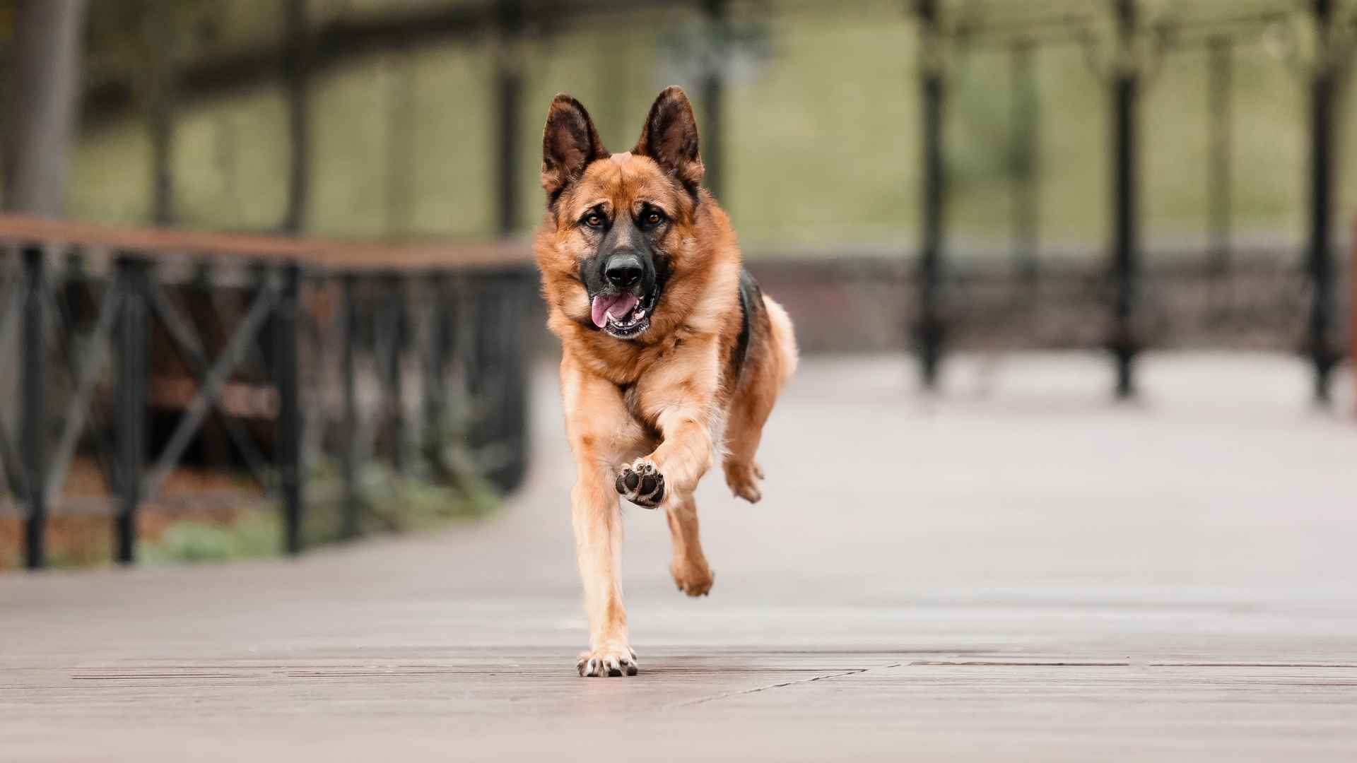7 Most Athletic Muscular Dog Breeds On The Rise