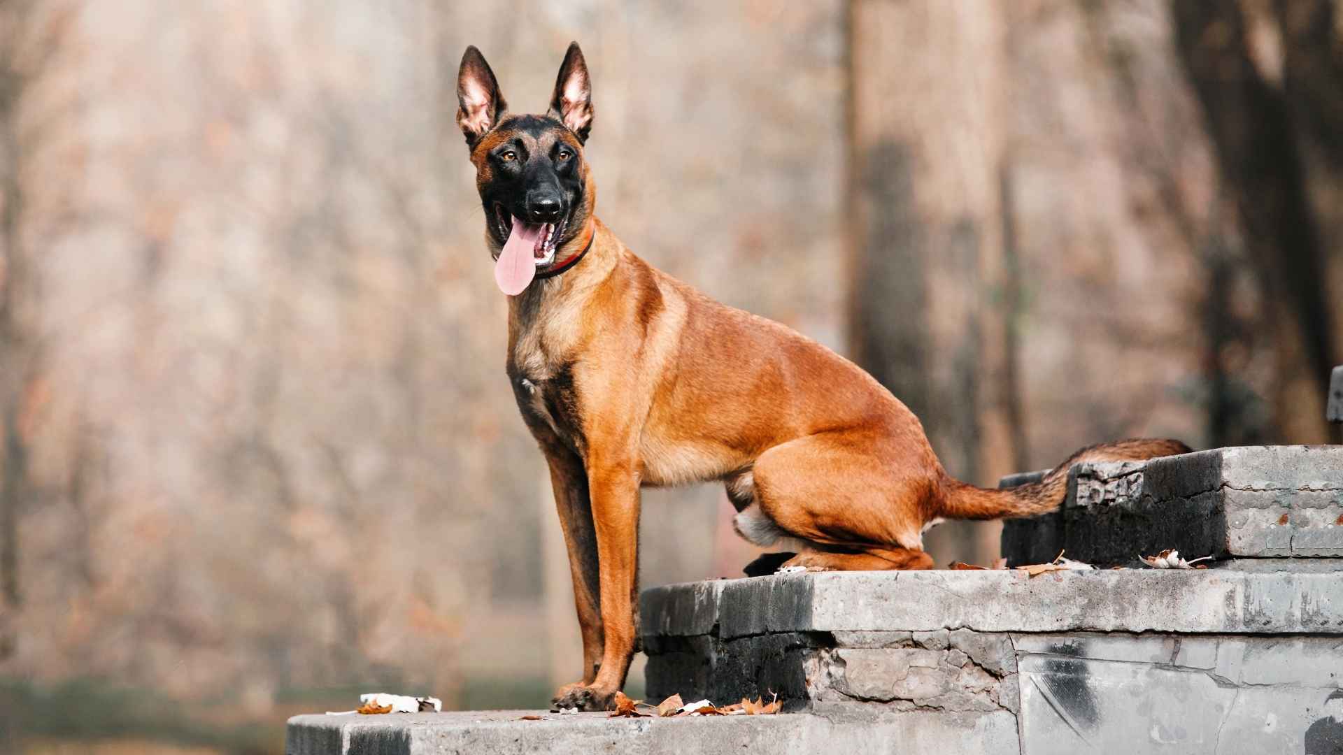 7 Most Brutal Dog Breeds That Stand Their Ground