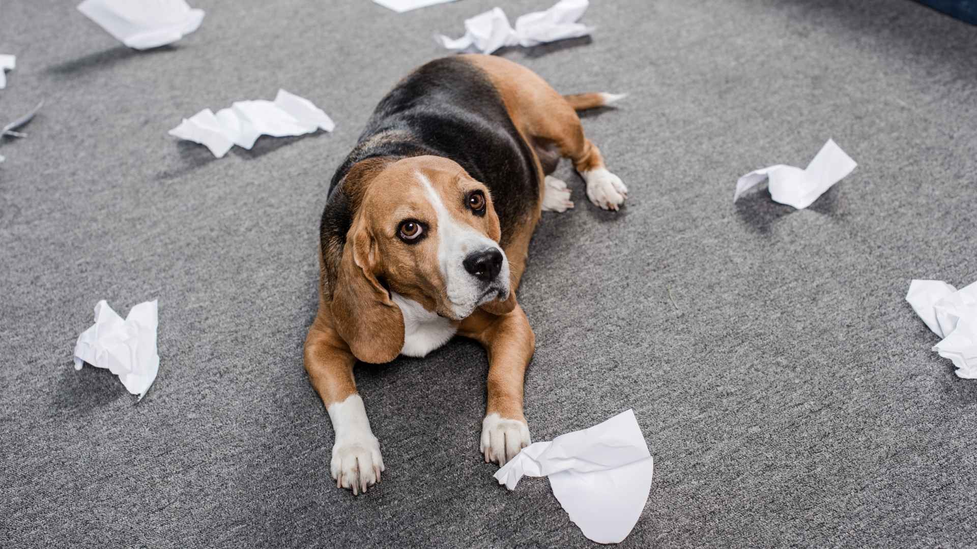 7 Most Difficult Dog Breeds for First-Time Owners