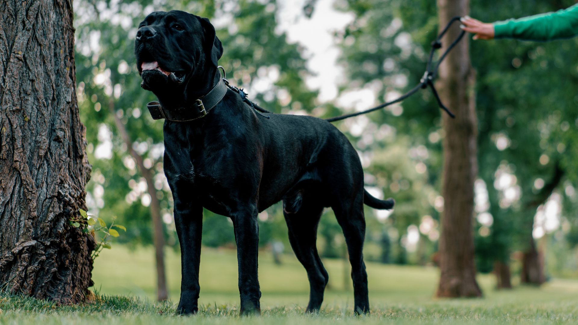 7 Most Fearless Muscular Dog Breeds In Any Arena