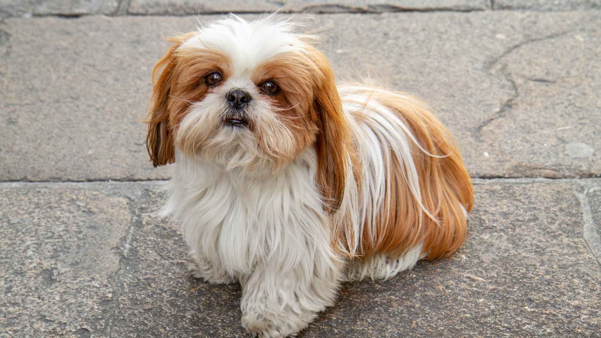 7 Most Frequently Fearful Dog Breeds