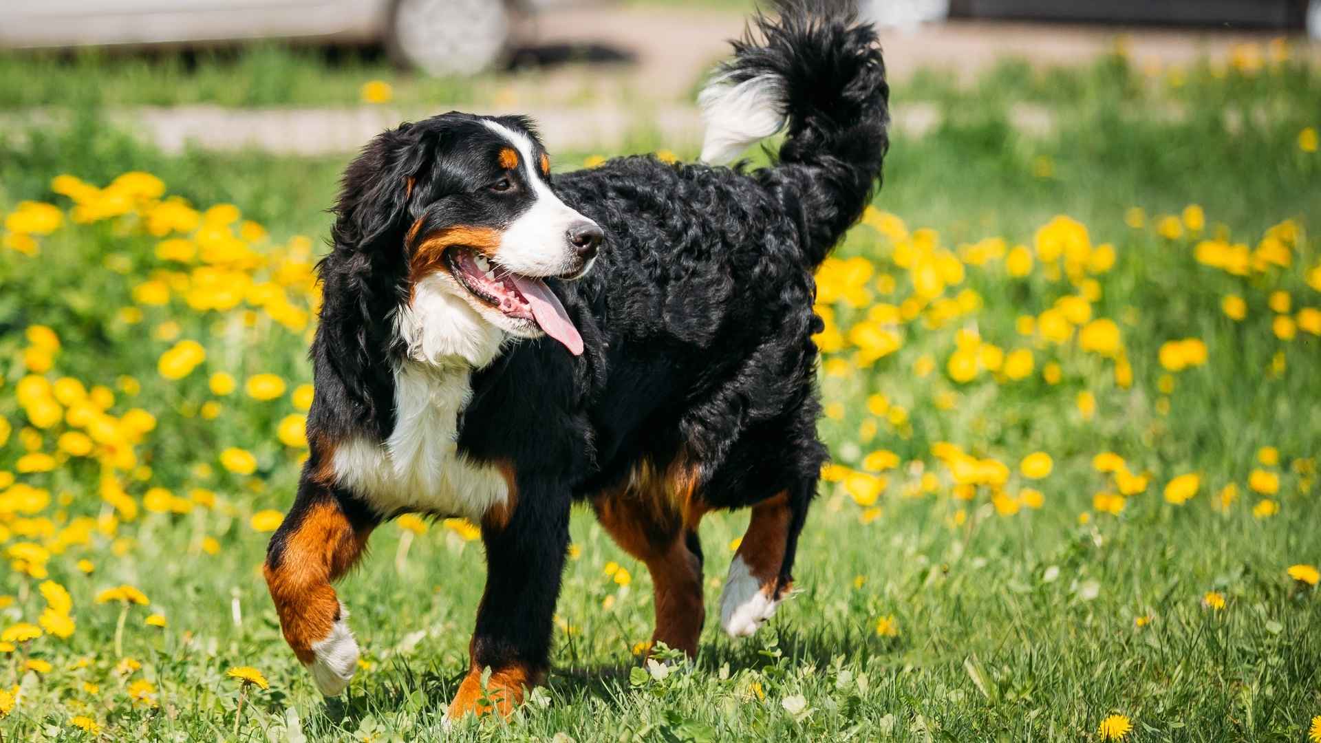 7 Most Gentle Giant Dog Breeds That Will Melt Your Heart