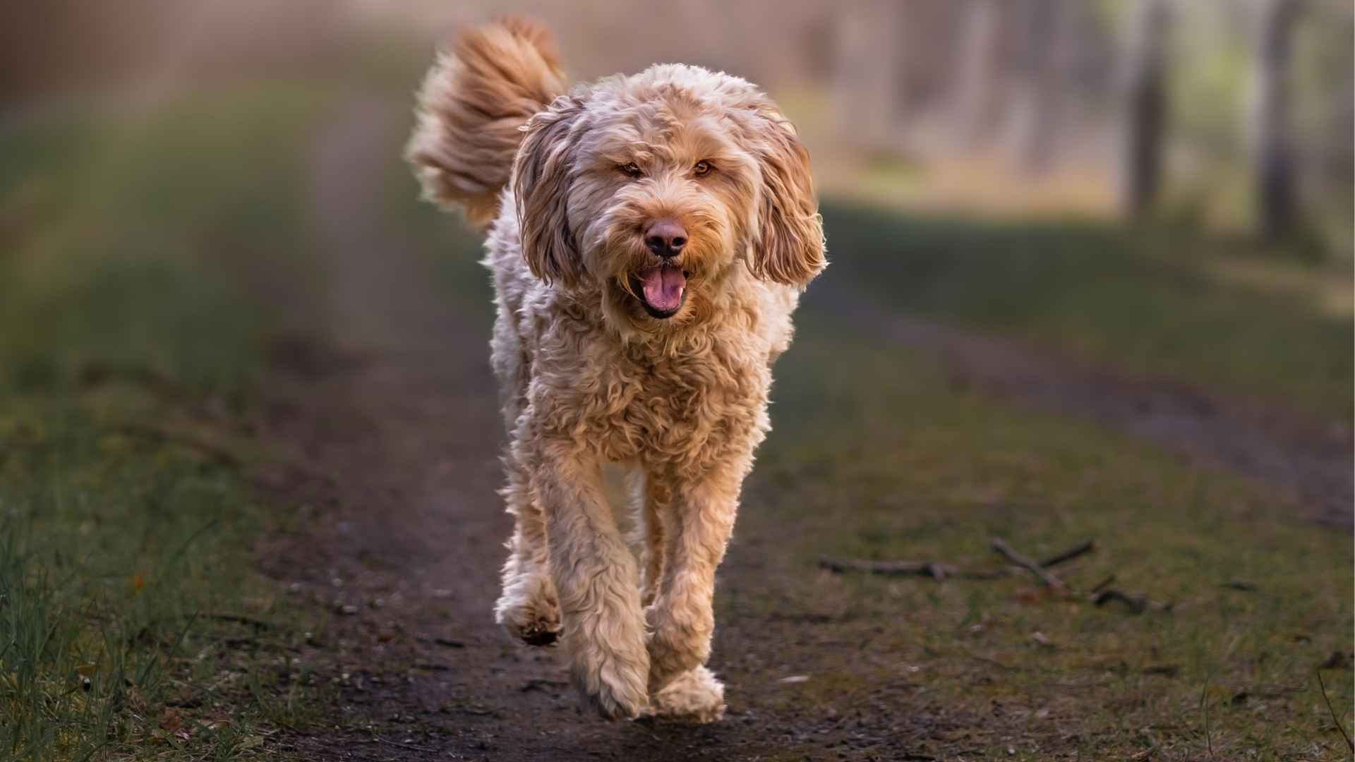 7 Most Gentle (Lesser-Known) Dog Breeds