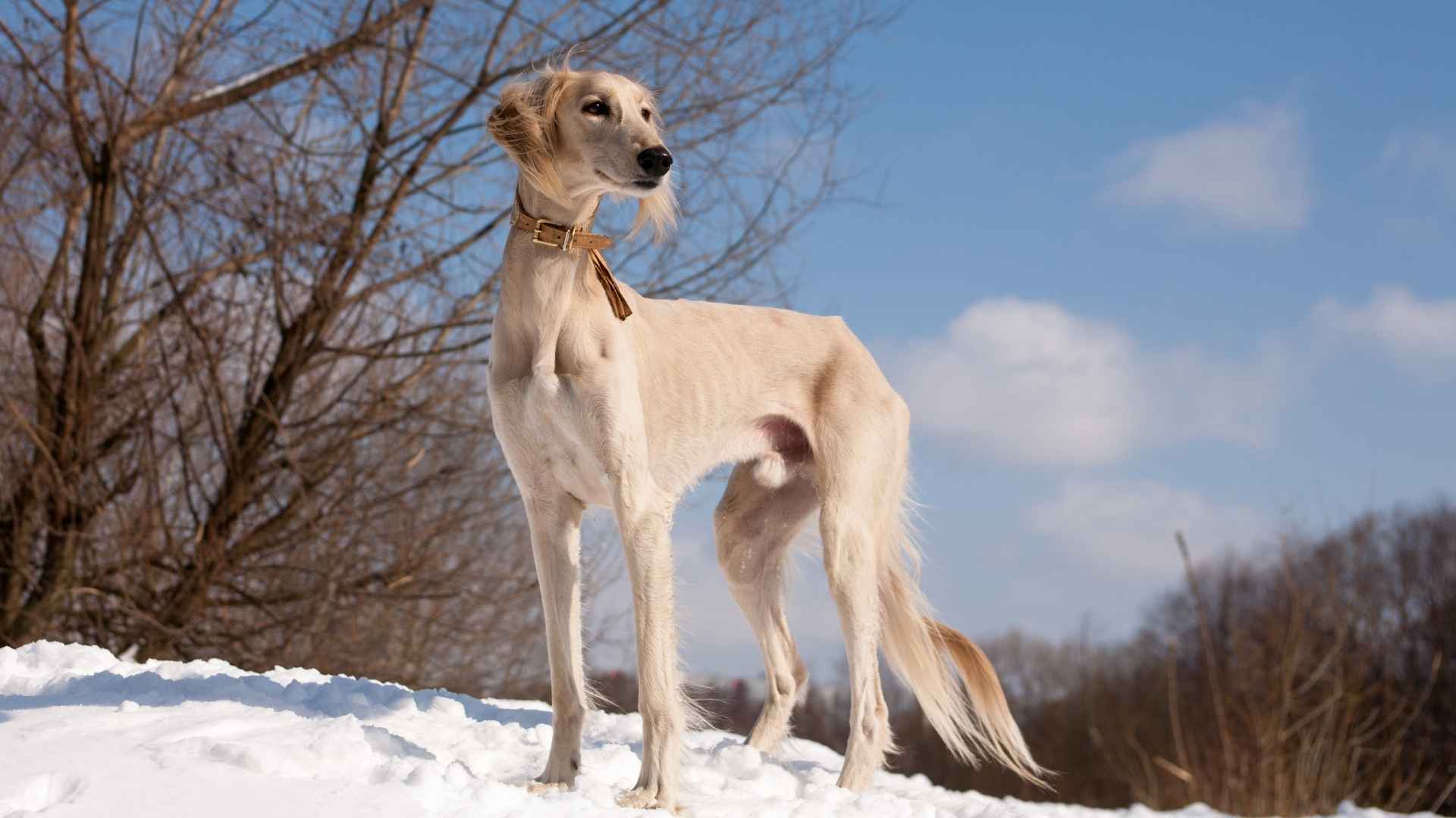 7 Most Independent Big Dog Breeds Deserve Your Attention