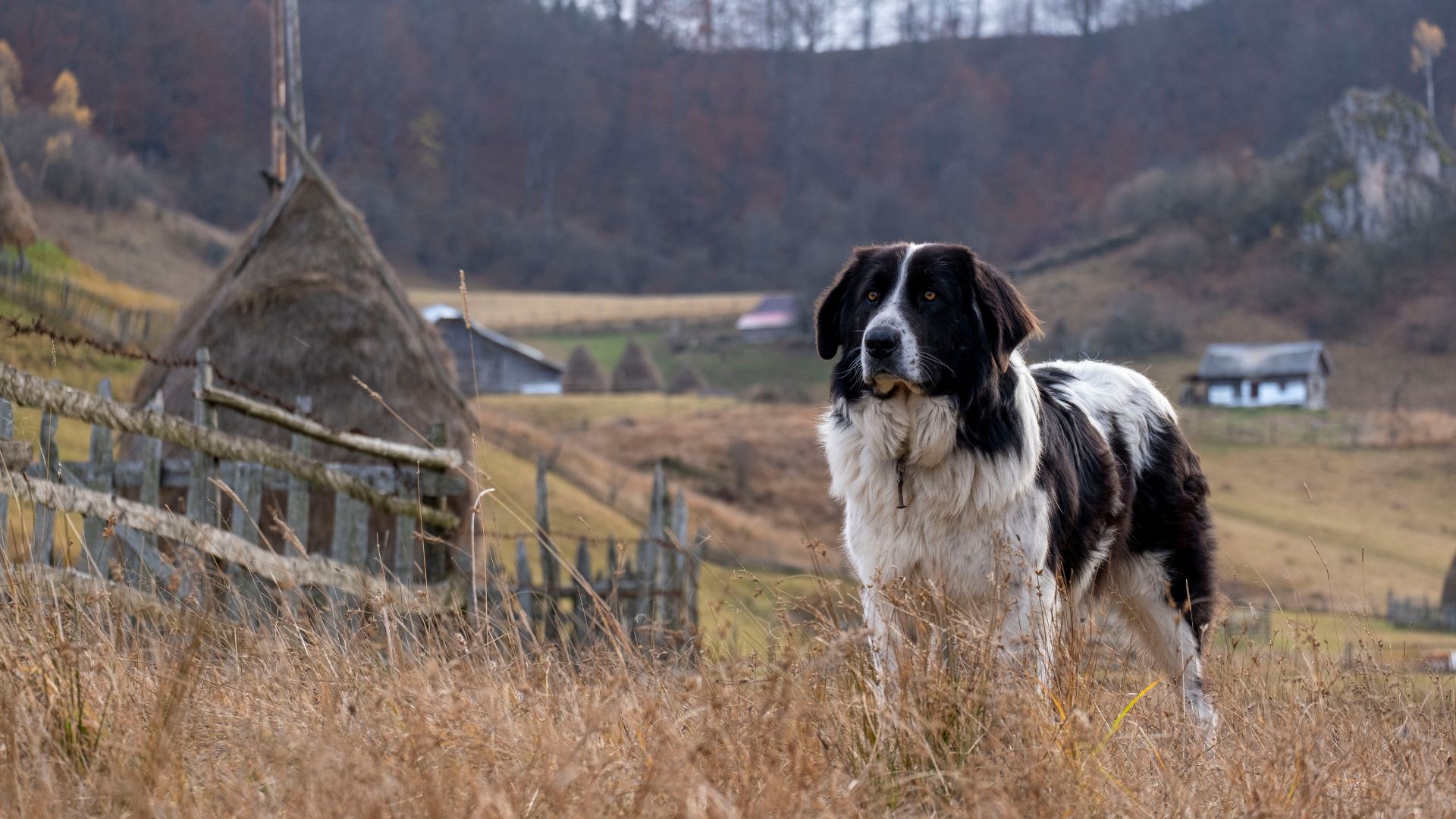 7 Most Independent Dog Breeds Suited For Rural Settings