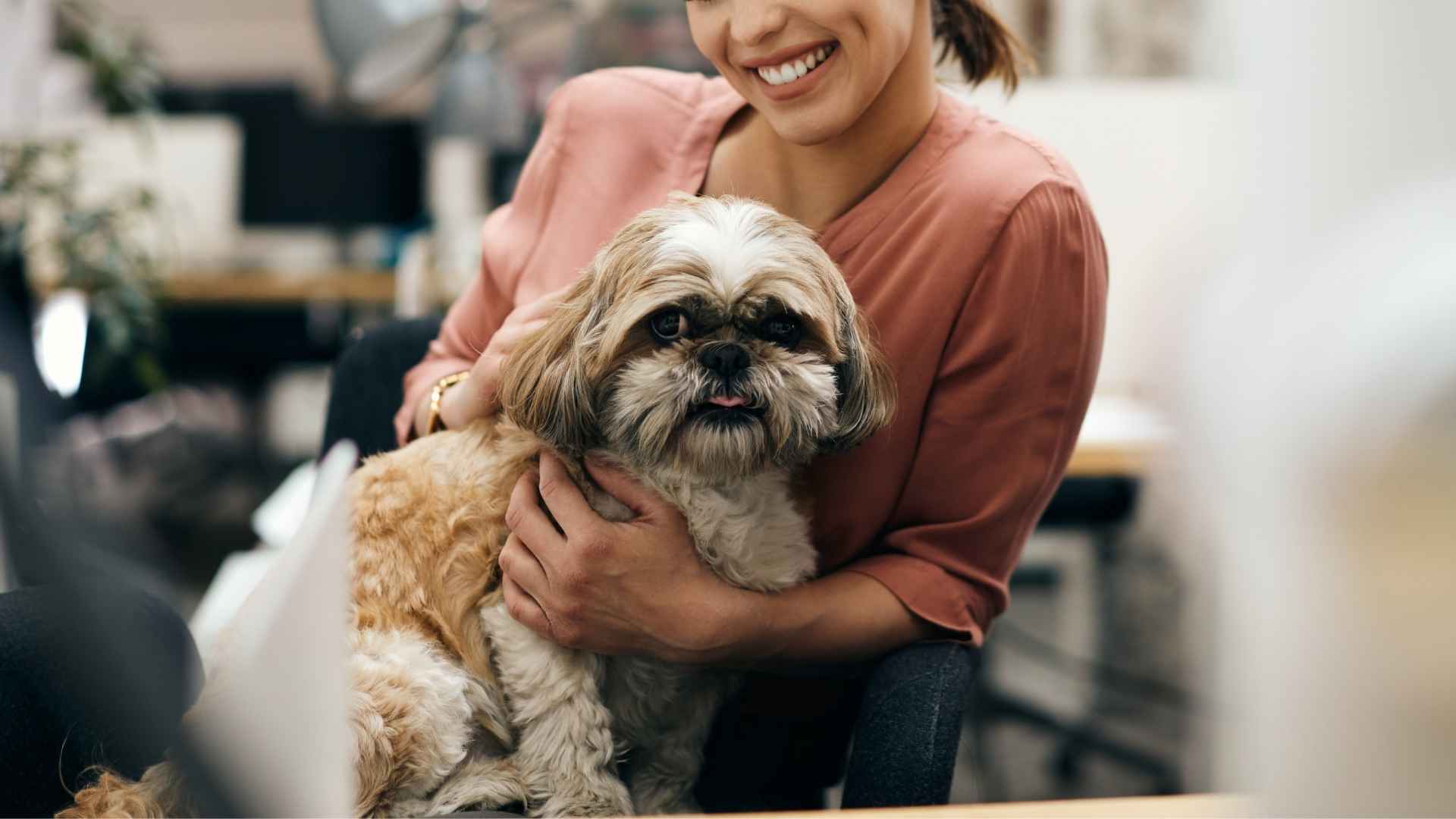 7 Most Intelligent Dog Breeds For Any Student