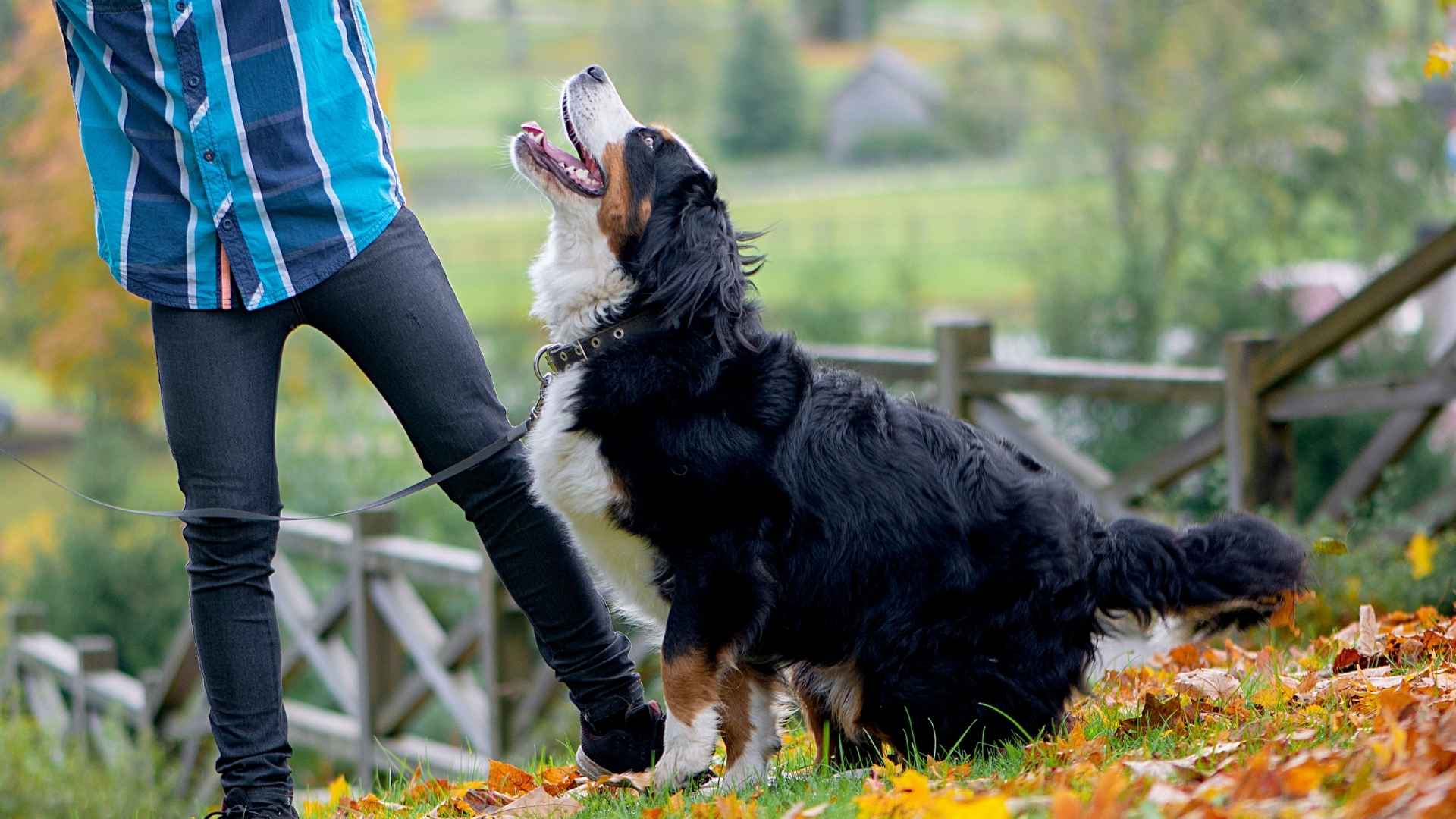 7 Most Intelligent Giant Dog Breeds That Will Amaze You