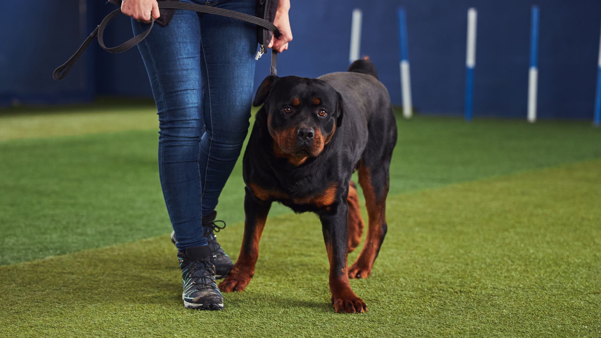 7 Most Intelligent Muscular Dog Breeds
