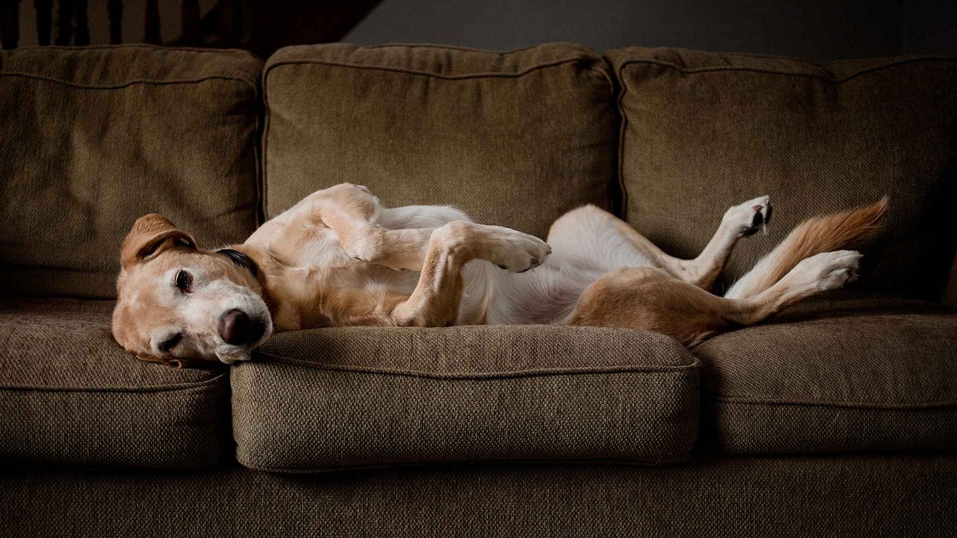 7 Most Lazy Sleepy Dog Breeds are Here!