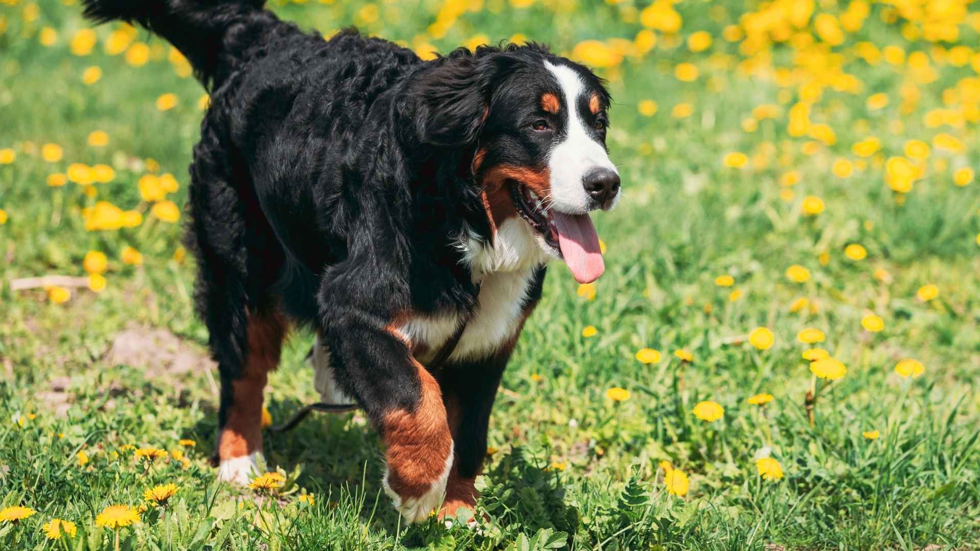 7 Most Lovable Giant Dog Breeds