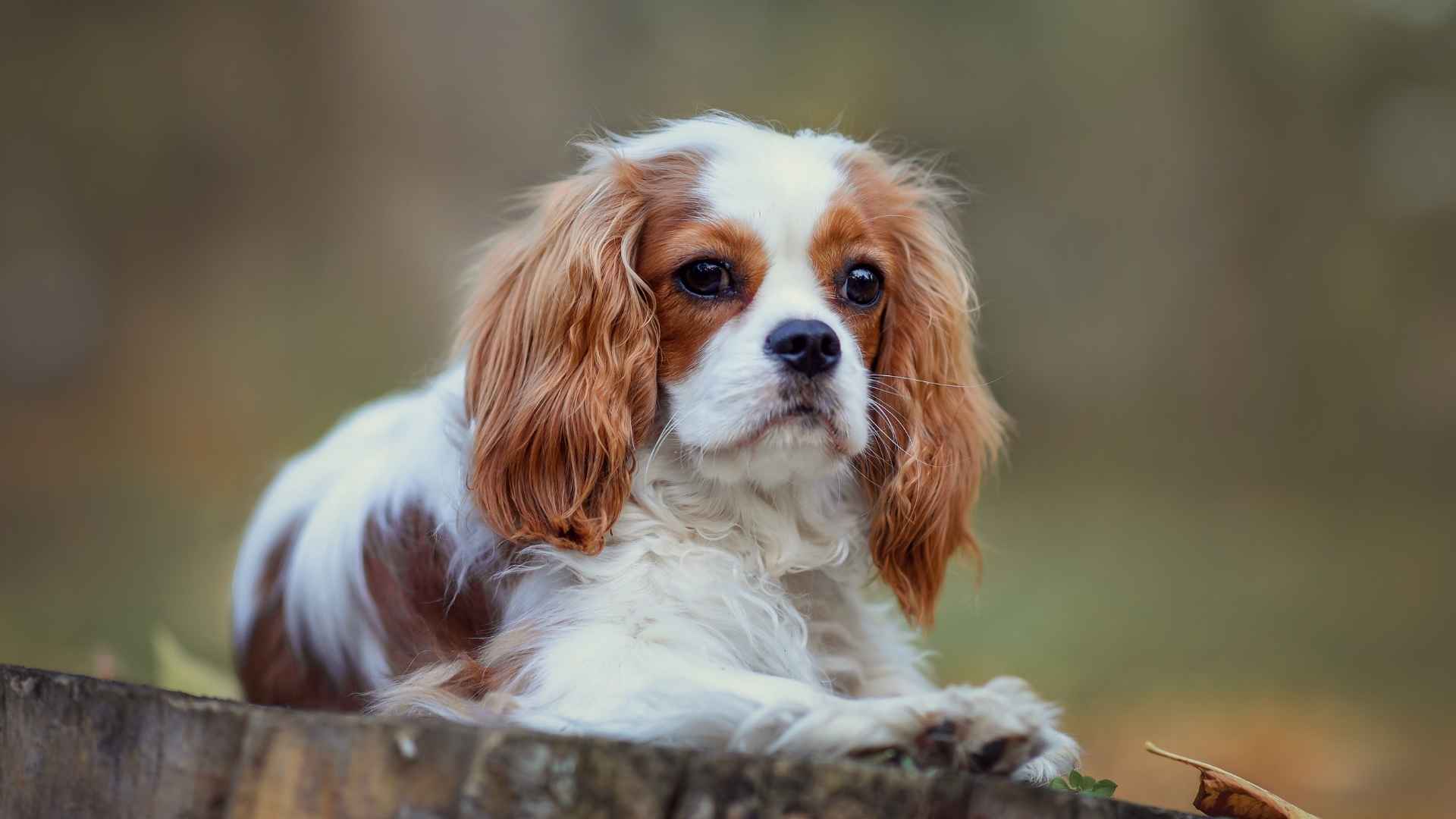 7 Most Loving Dog Breeds In The World That Adore Human Companionship