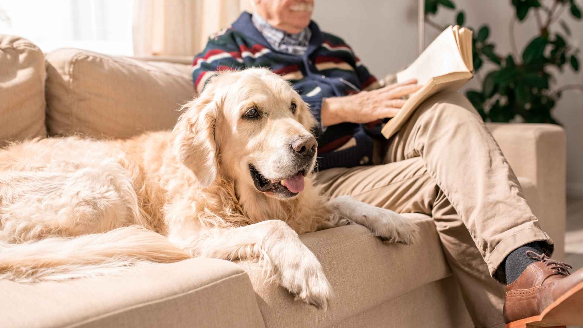 7 Most Loyal Dog Breeds Loved by the Elderly Population for Companionship