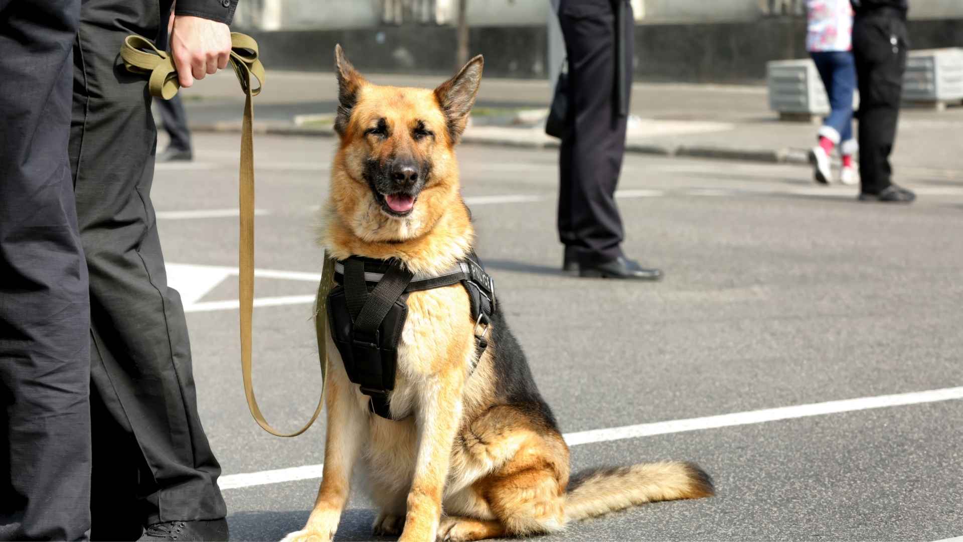 7 Most Muscular Dog Breeds Fit For Police Work
