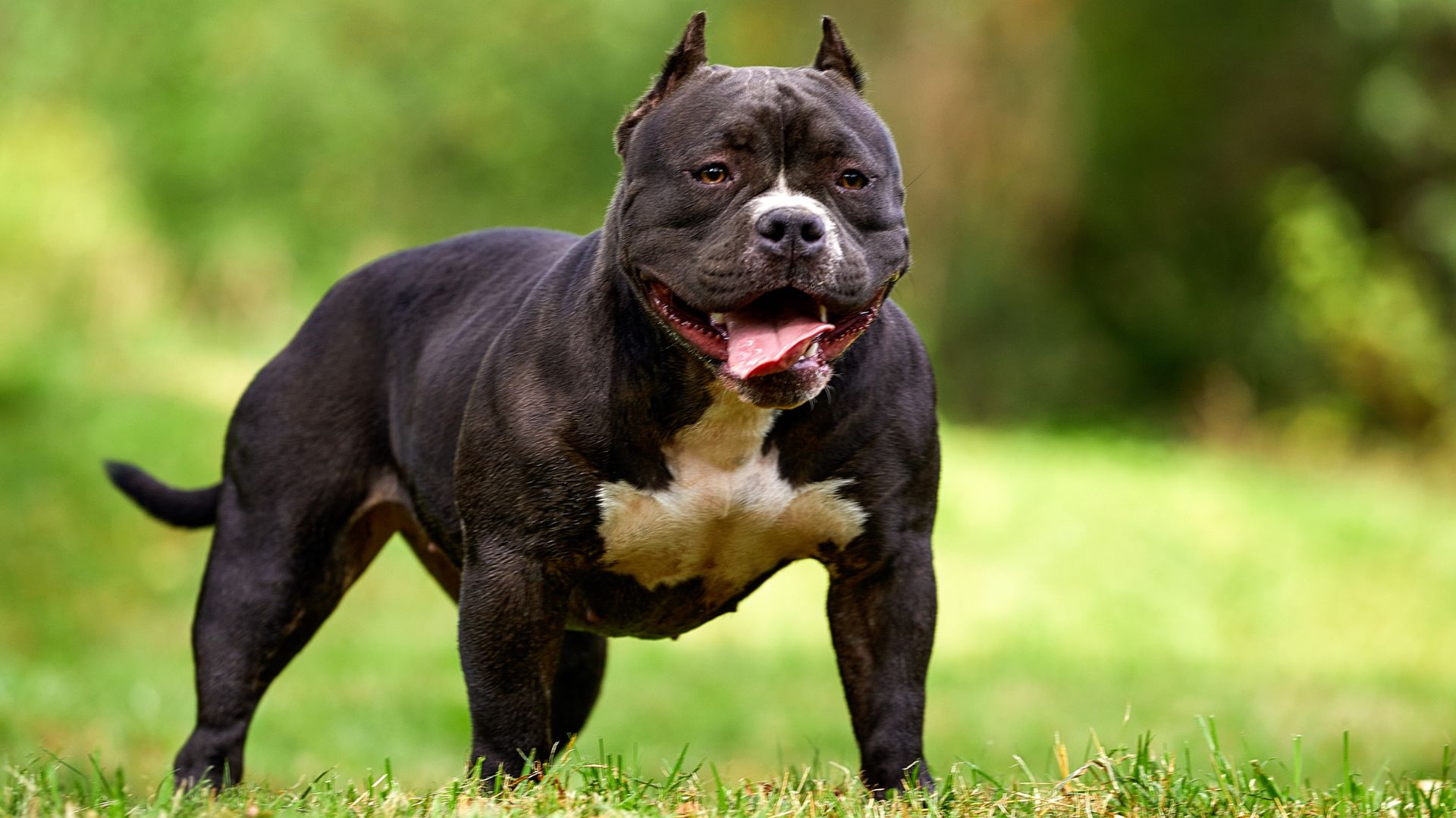 7 Most Muscular Dog Breeds In The World