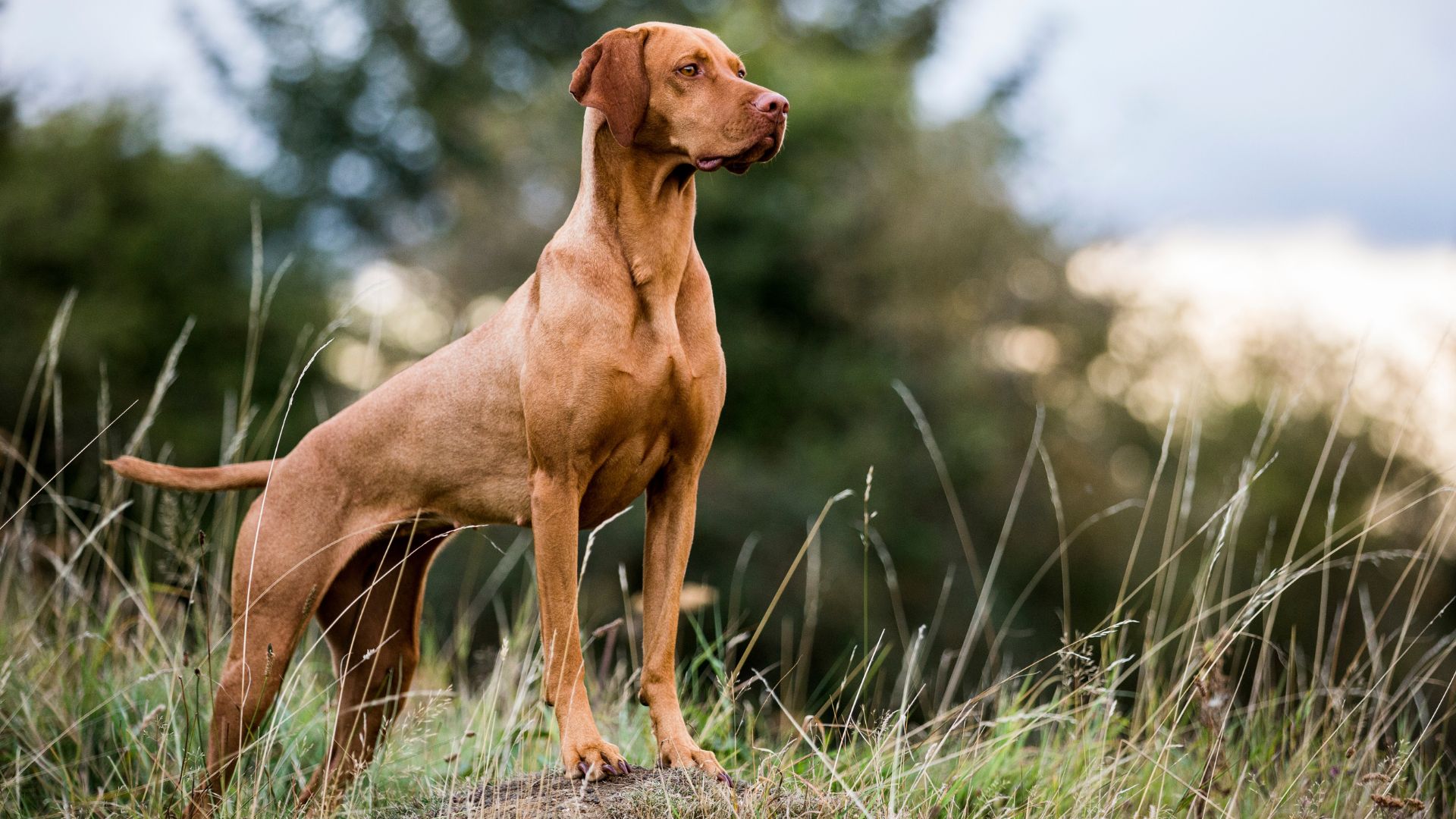 7 Most Muscular Hunting Dog Breeds On The Planet