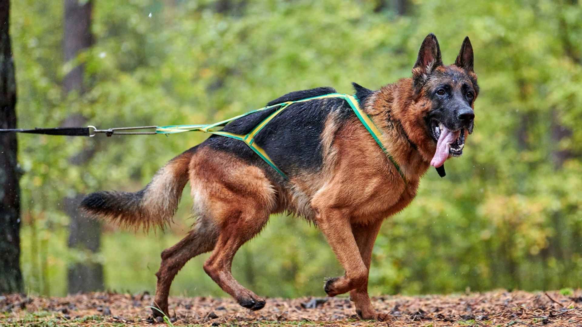 7 Most Muscular Working Dog Breeds For Tough Tasks