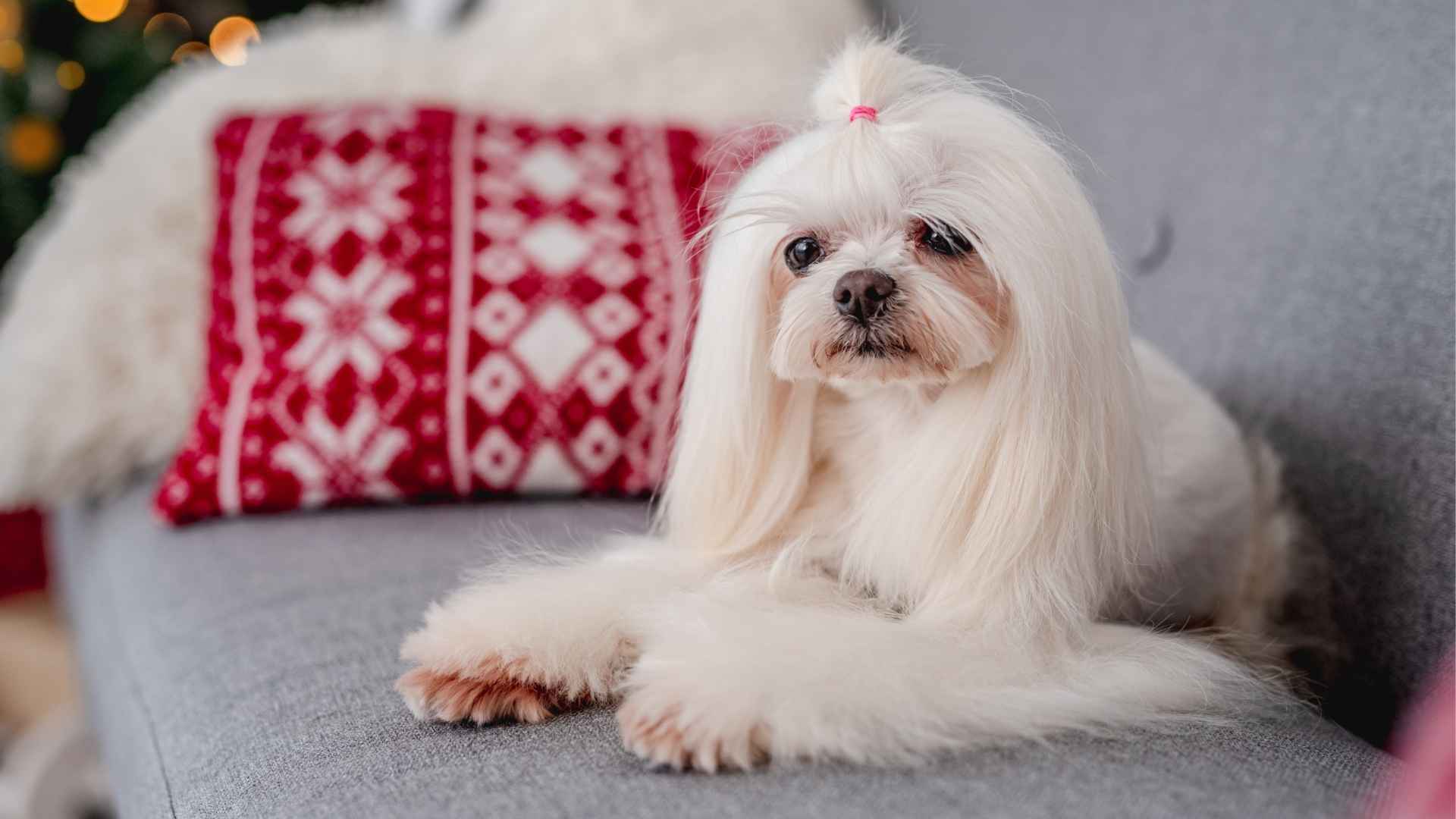 7 Most Obedient Indoor Dog Breeds For Modern Homes
