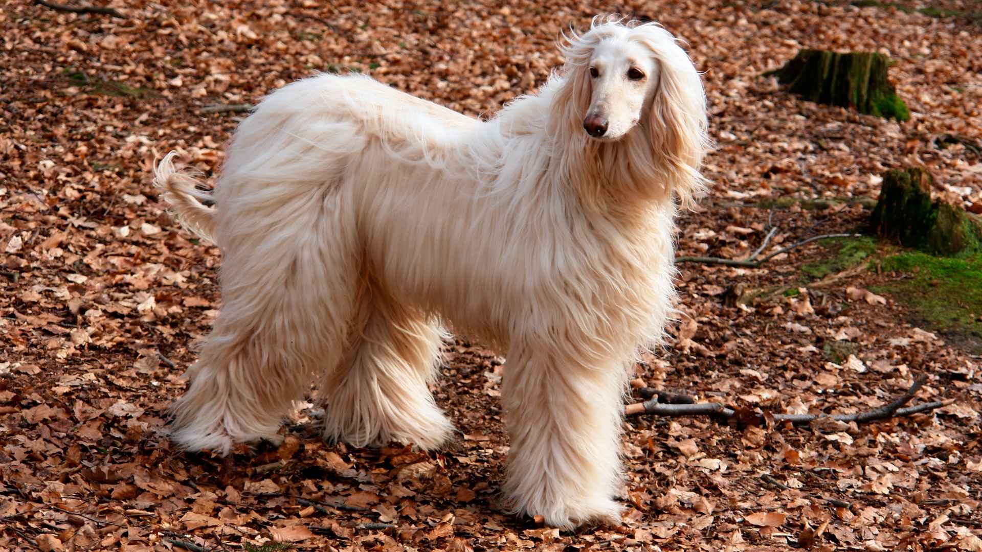 7 Most Popular Expensive Dog Breeds In High Society