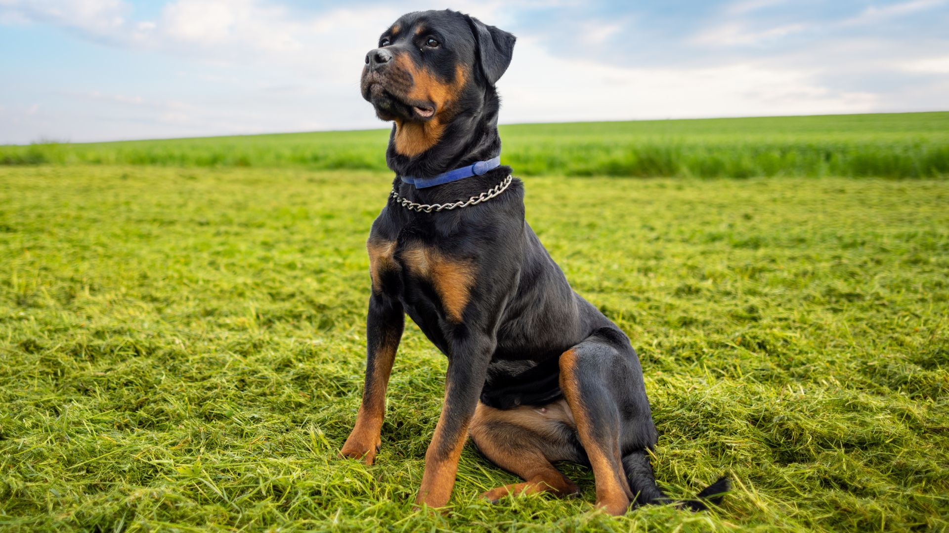 7 Most Popular Muscular Dog Breeds Ideal For Working Dogs