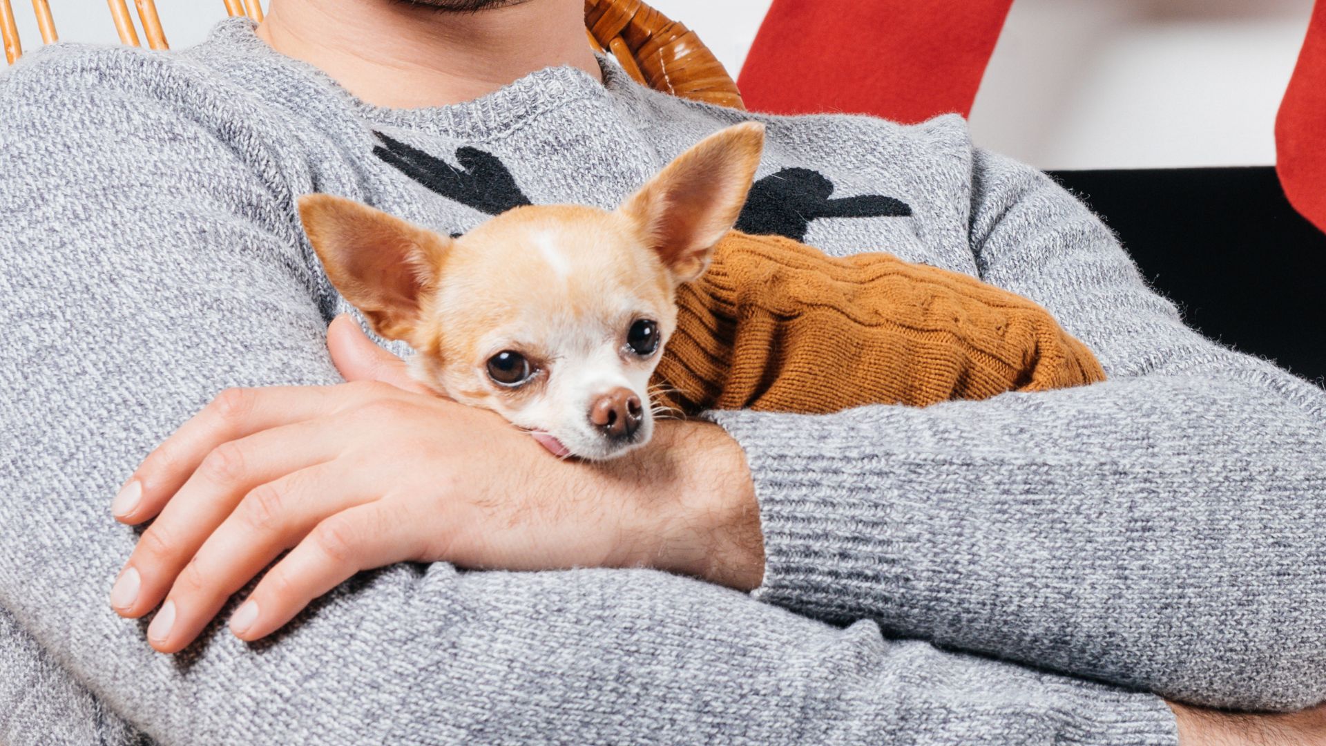 7 Most Possessive Dog Breeds In The World