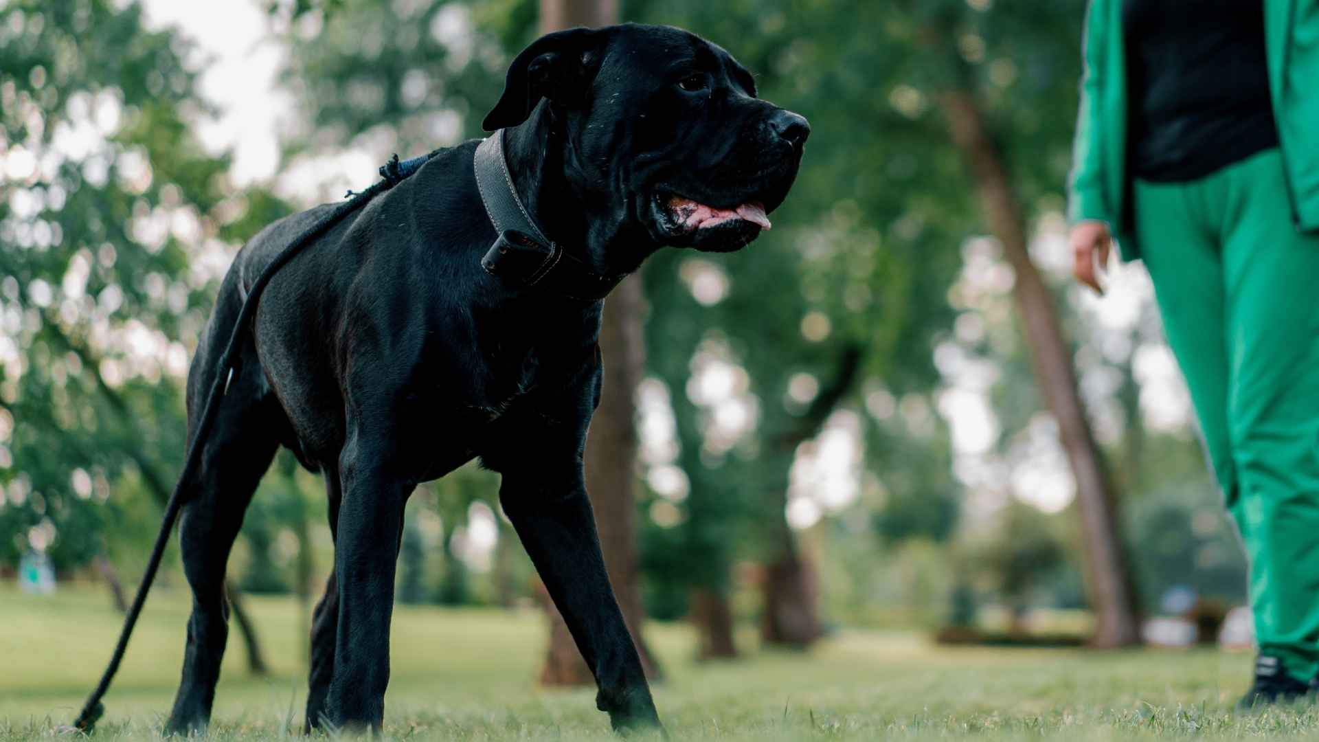 7 Most Protective Muscular Dog Breeds You Can Trust