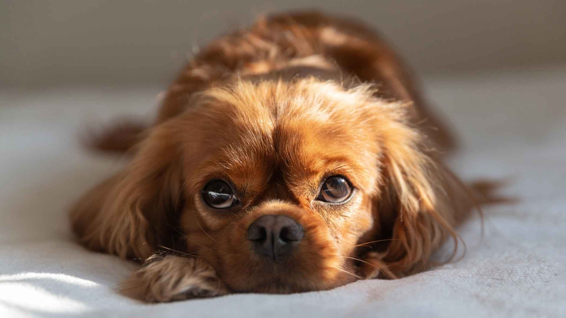 7 Most Psychiatrically Sensitive Dog Breeds