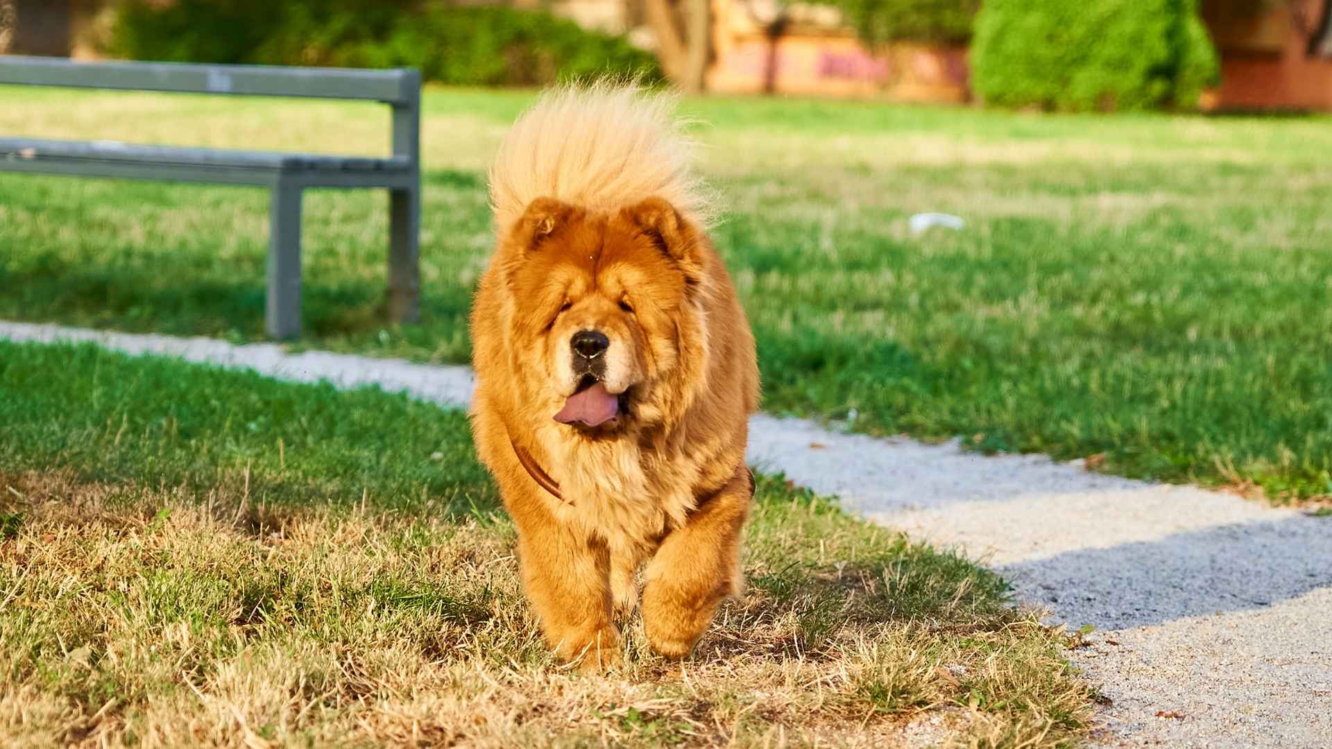 7 Most Raving Dog Breeds To Avoid