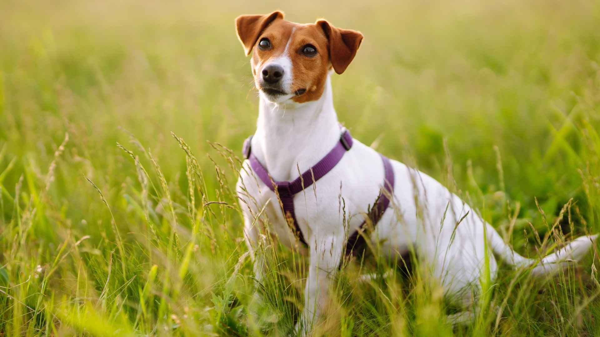 Discover the top terrier breeds that excel in home security. Find the perfect furry protector for your family. Read more to choose your guard dog!