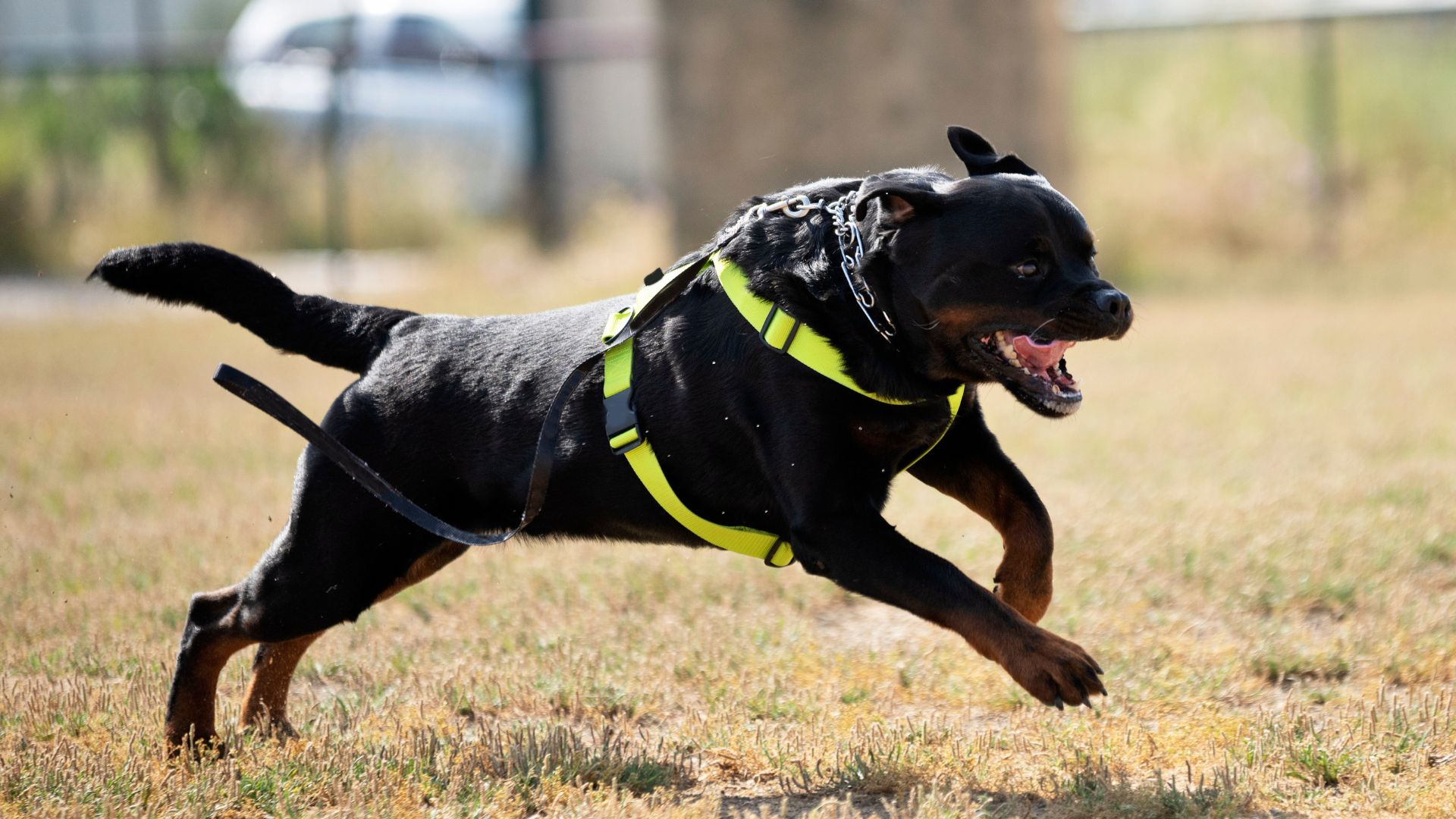 7 Most Roughest Dog Breeds In The World