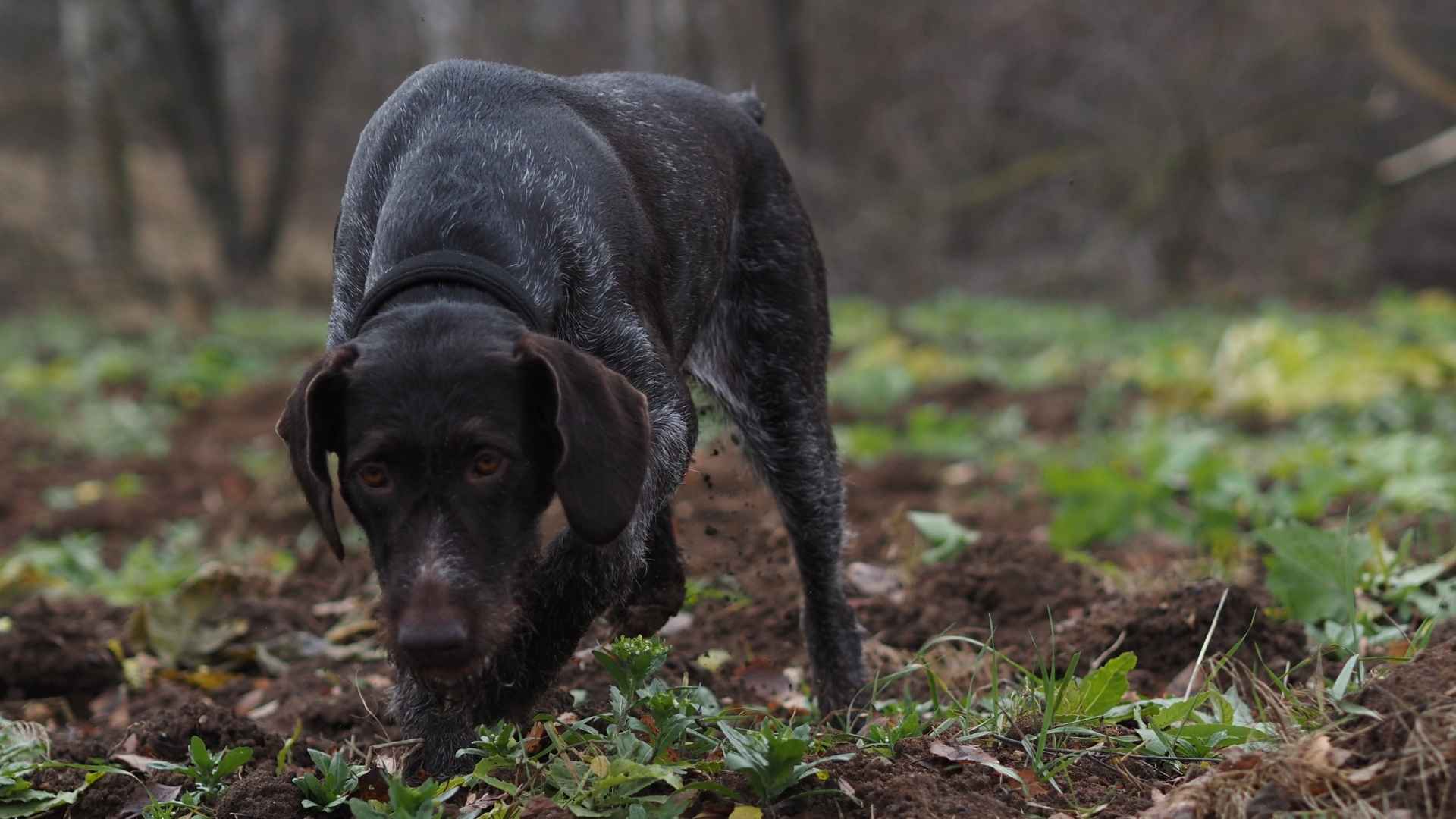7 Most Smartest Hunting Dog Breeds In The World