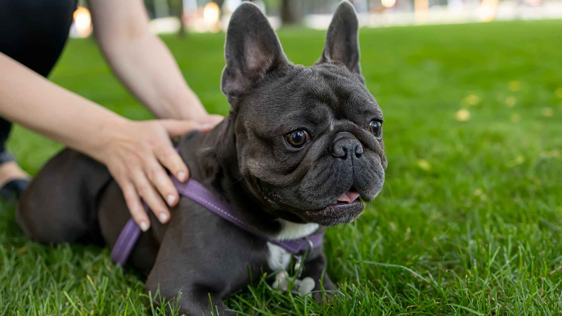 7 Most Stolen Dog Breeds That Thieves Target the Most