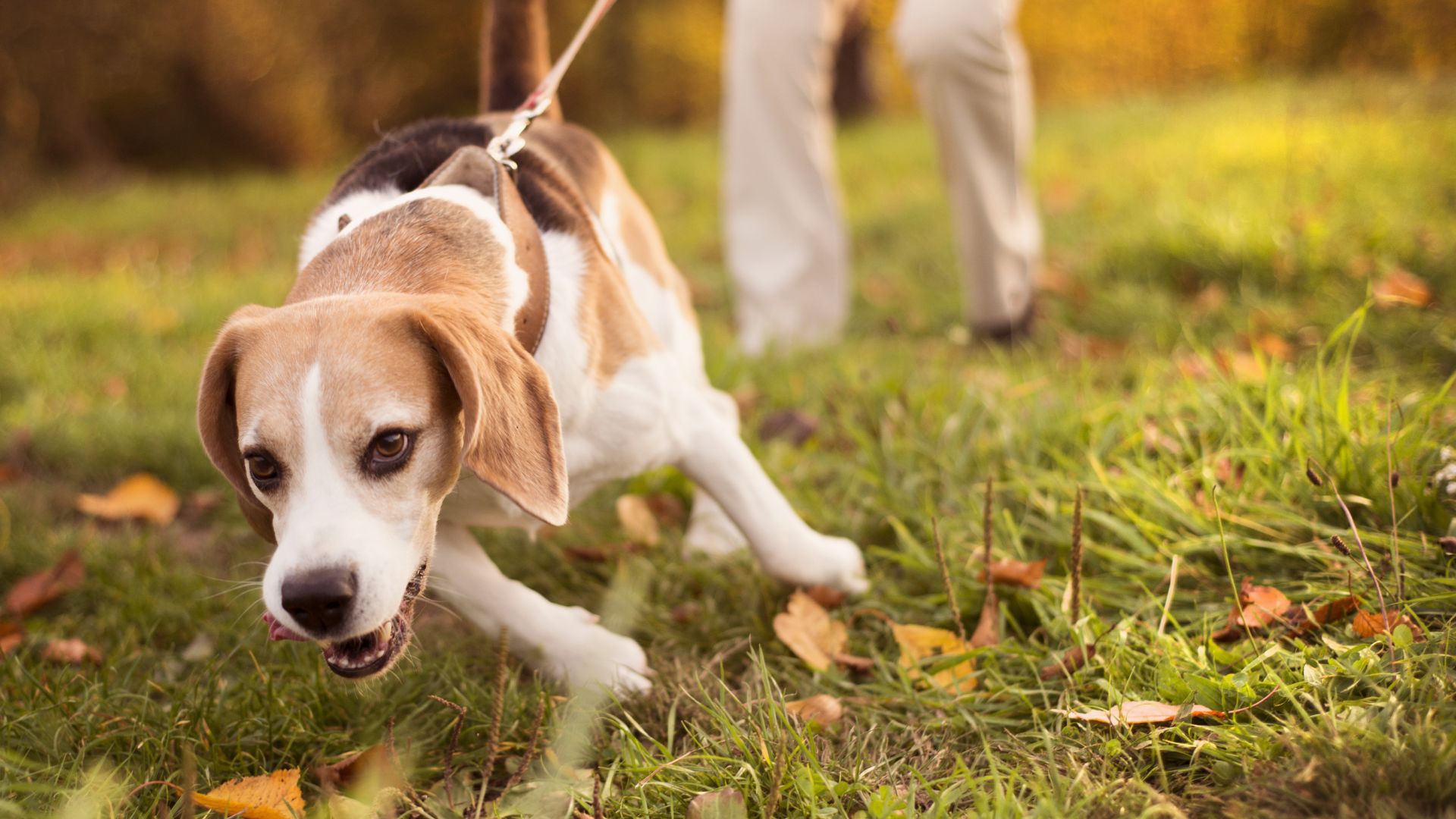 7 Most Stubborn Dog Breeds On The Planet That Will Test Your Patience