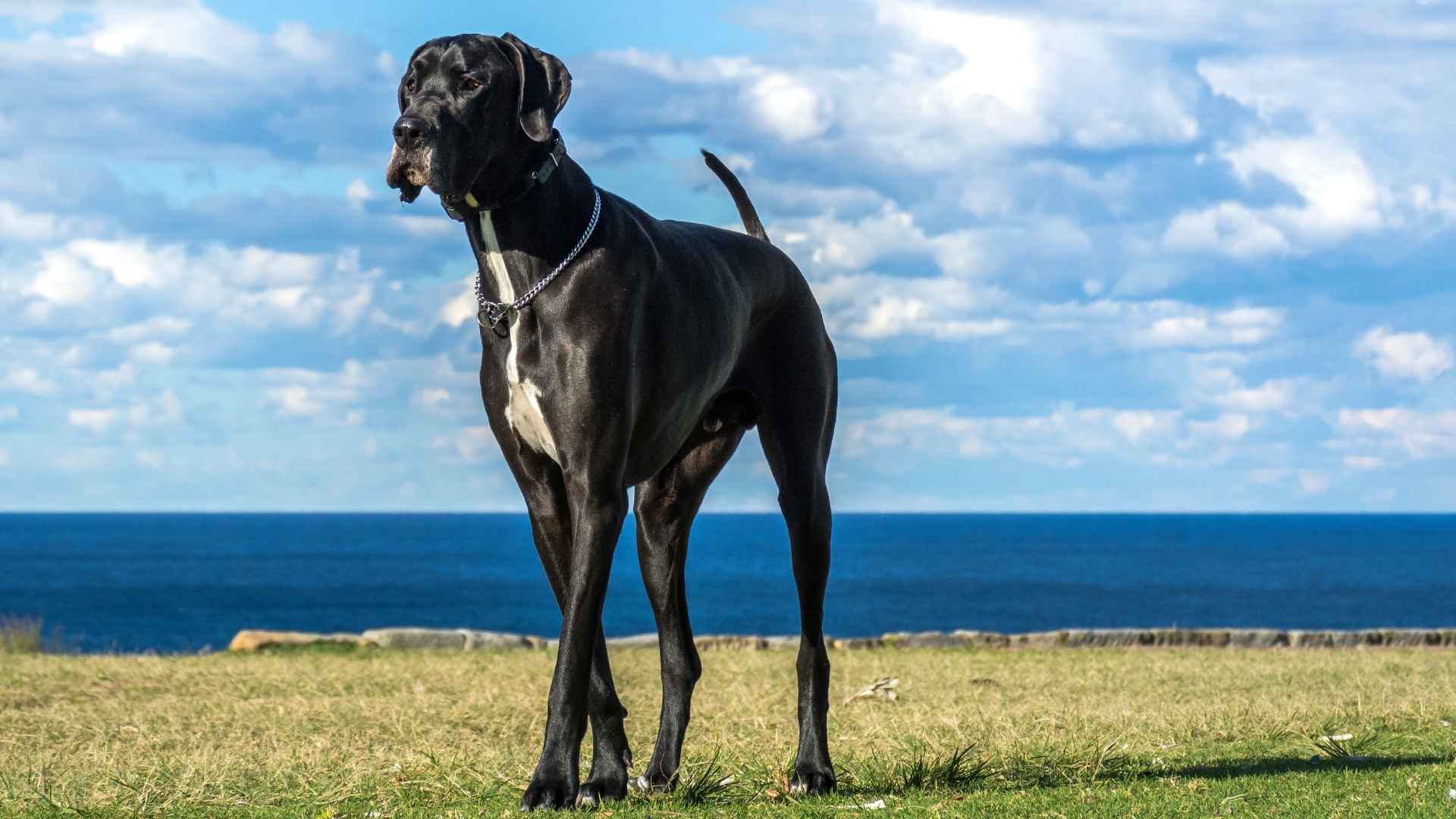 7 Most Stunning Black Guard Dog Breeds