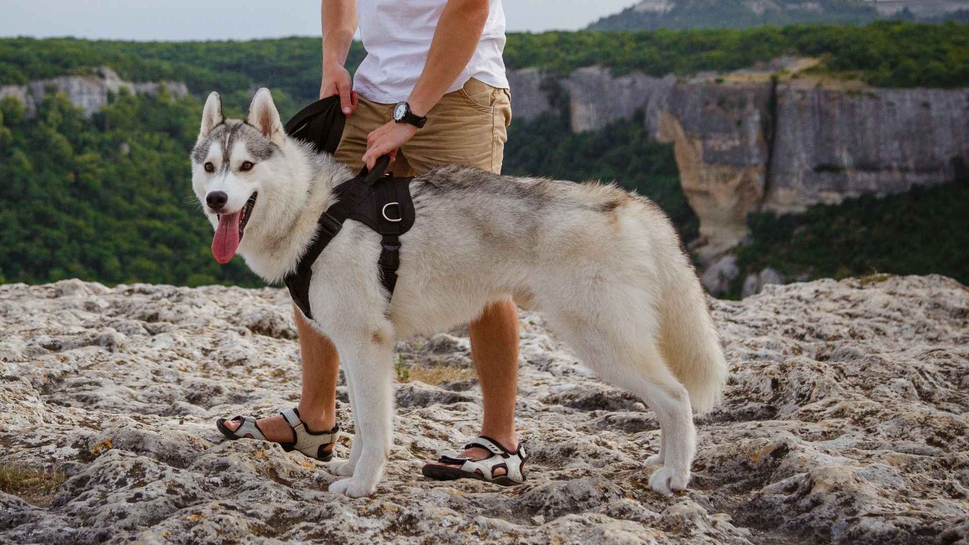7 Most Toughest Dog Breeds For Outdoor Activities