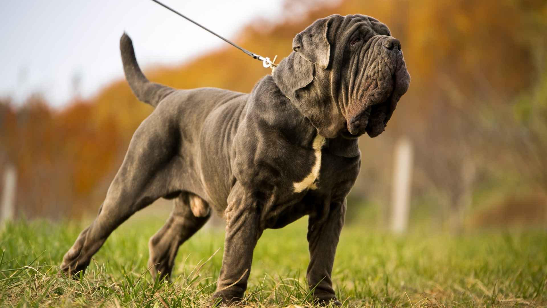 7 Most Toughest Dog Breeds Known To Man