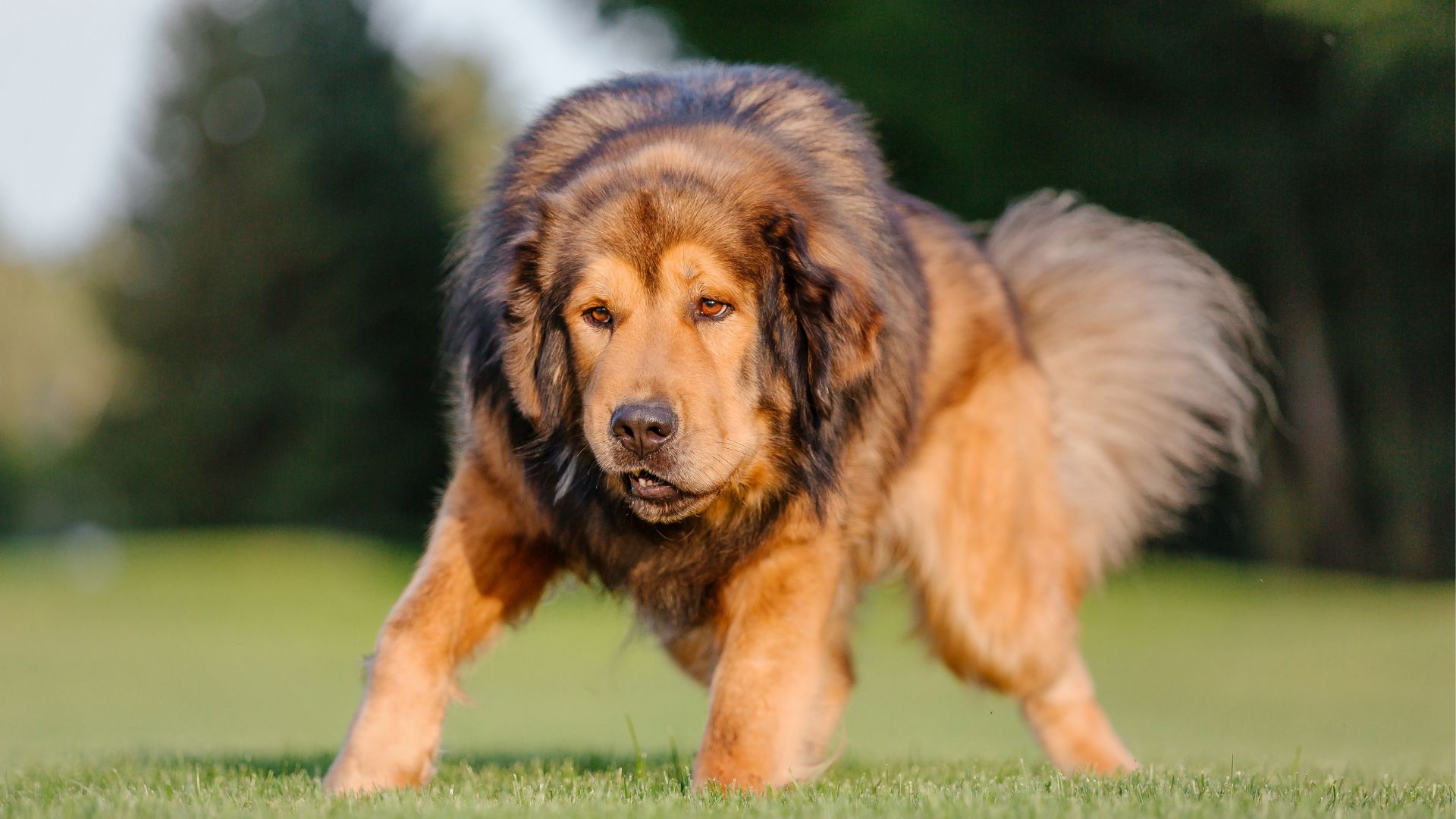 7 Most Underrated Guard Dog Breeds That Protect With Power