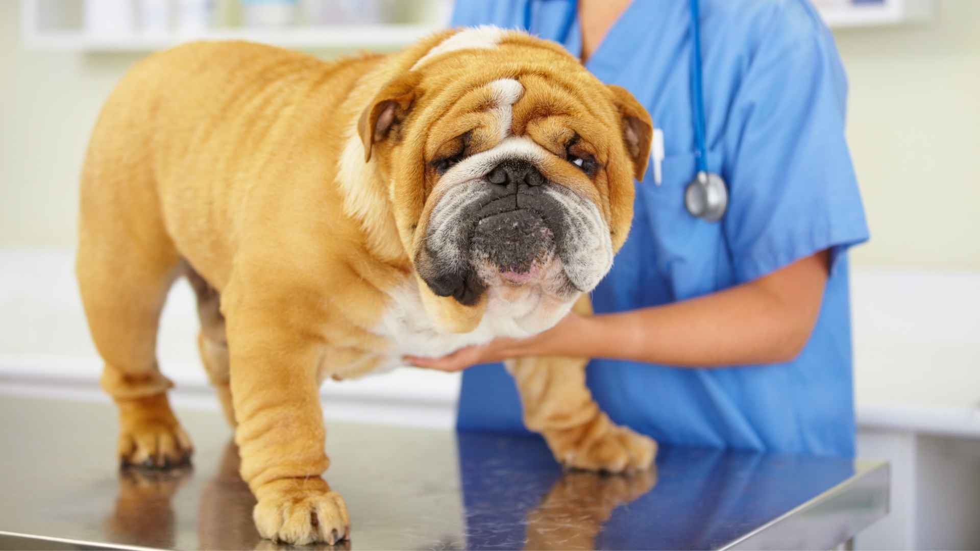 7 Most Unhealthiest Dog Breeds In America