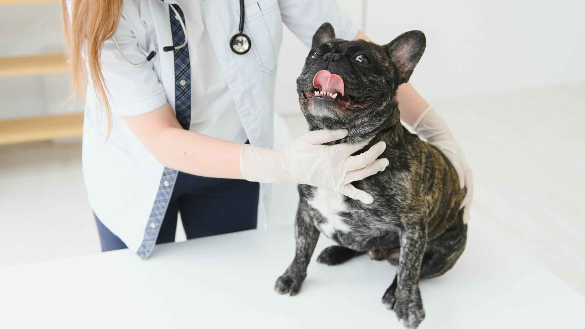7 Most Unhealthiest Dog Breeds That Require Extra Care