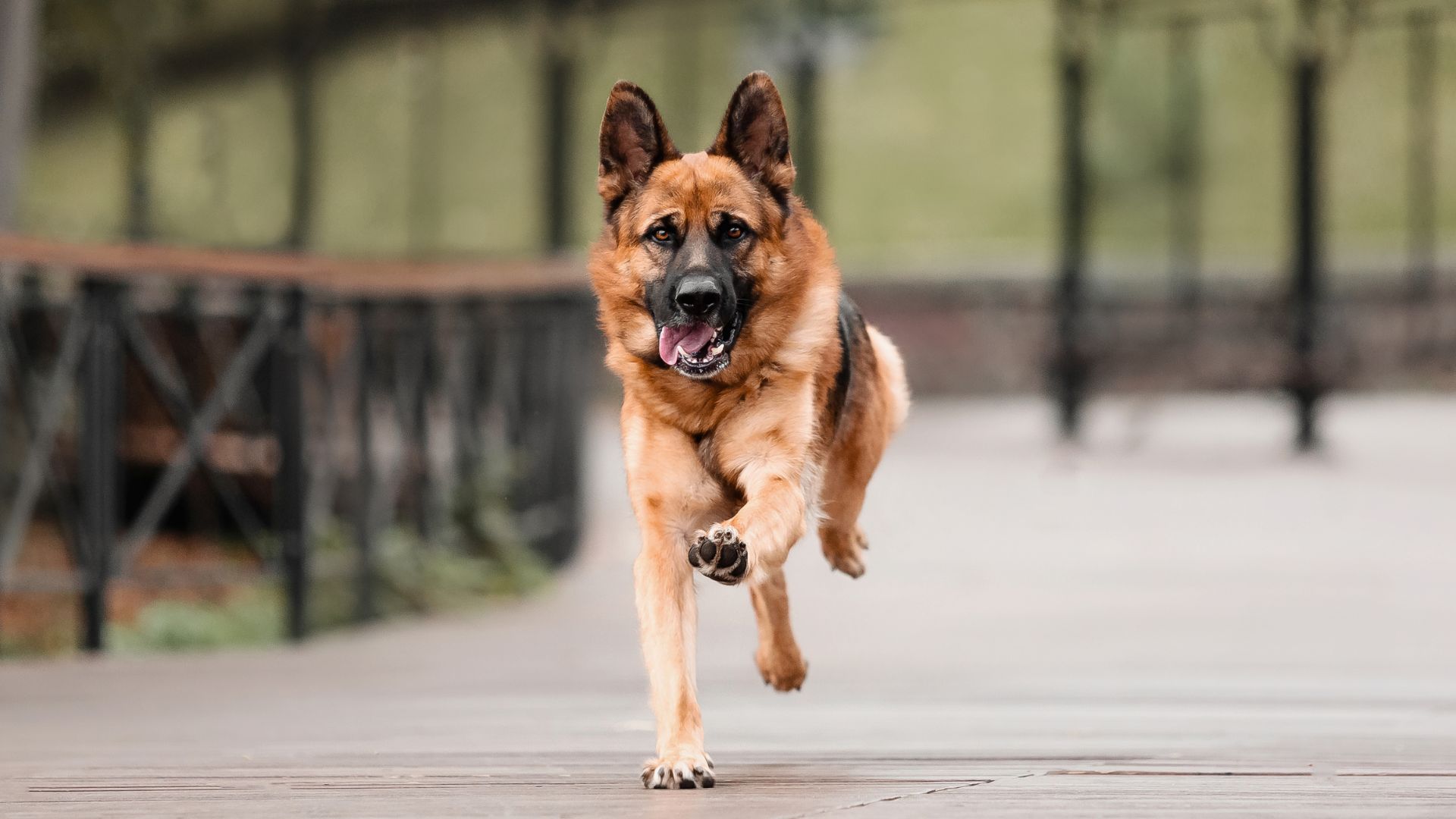 7 Most Unstoppable Brave Dog Breeds Ever
