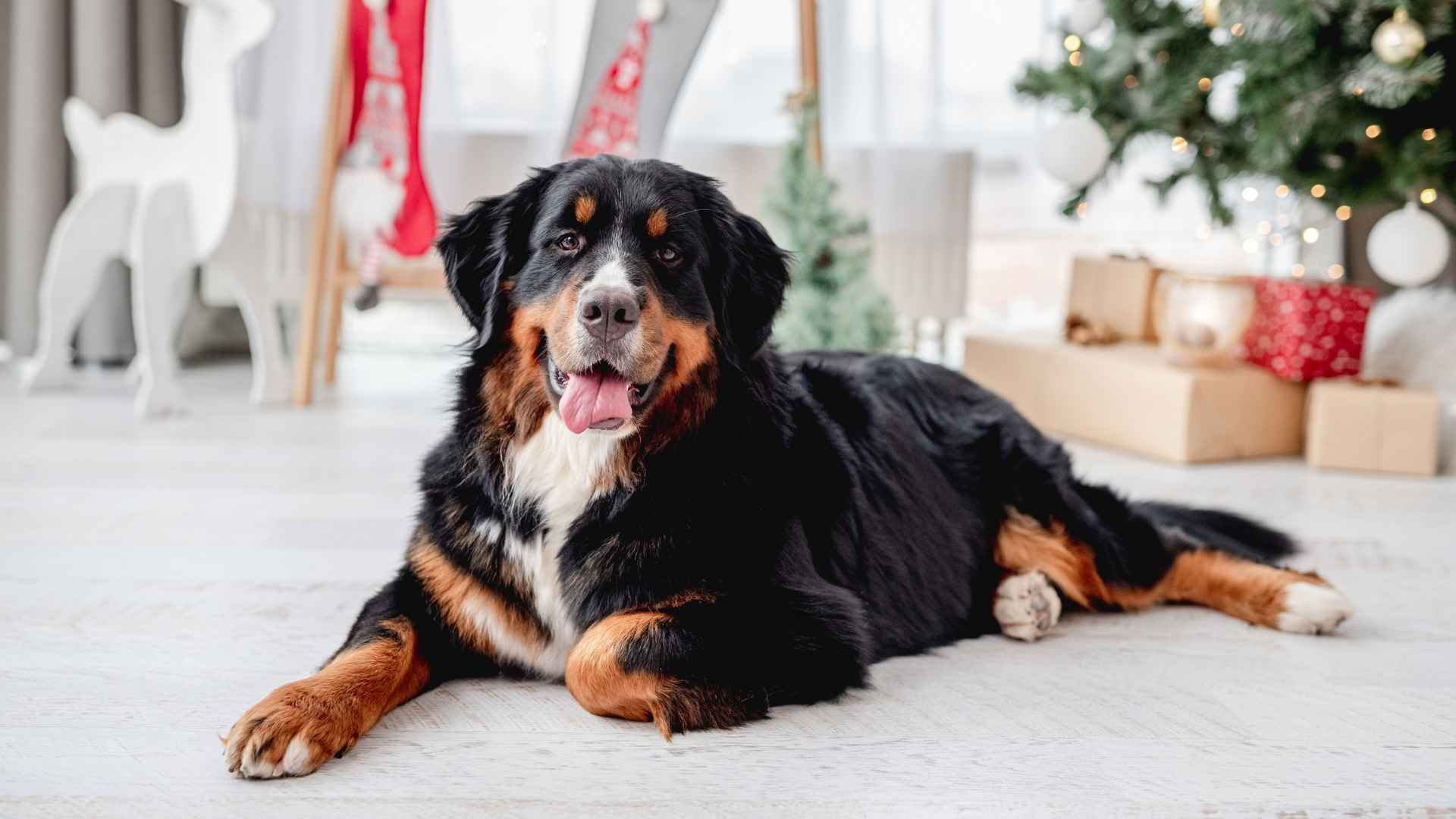 7 Most XL Dog Breeds That Make Majestic Pets