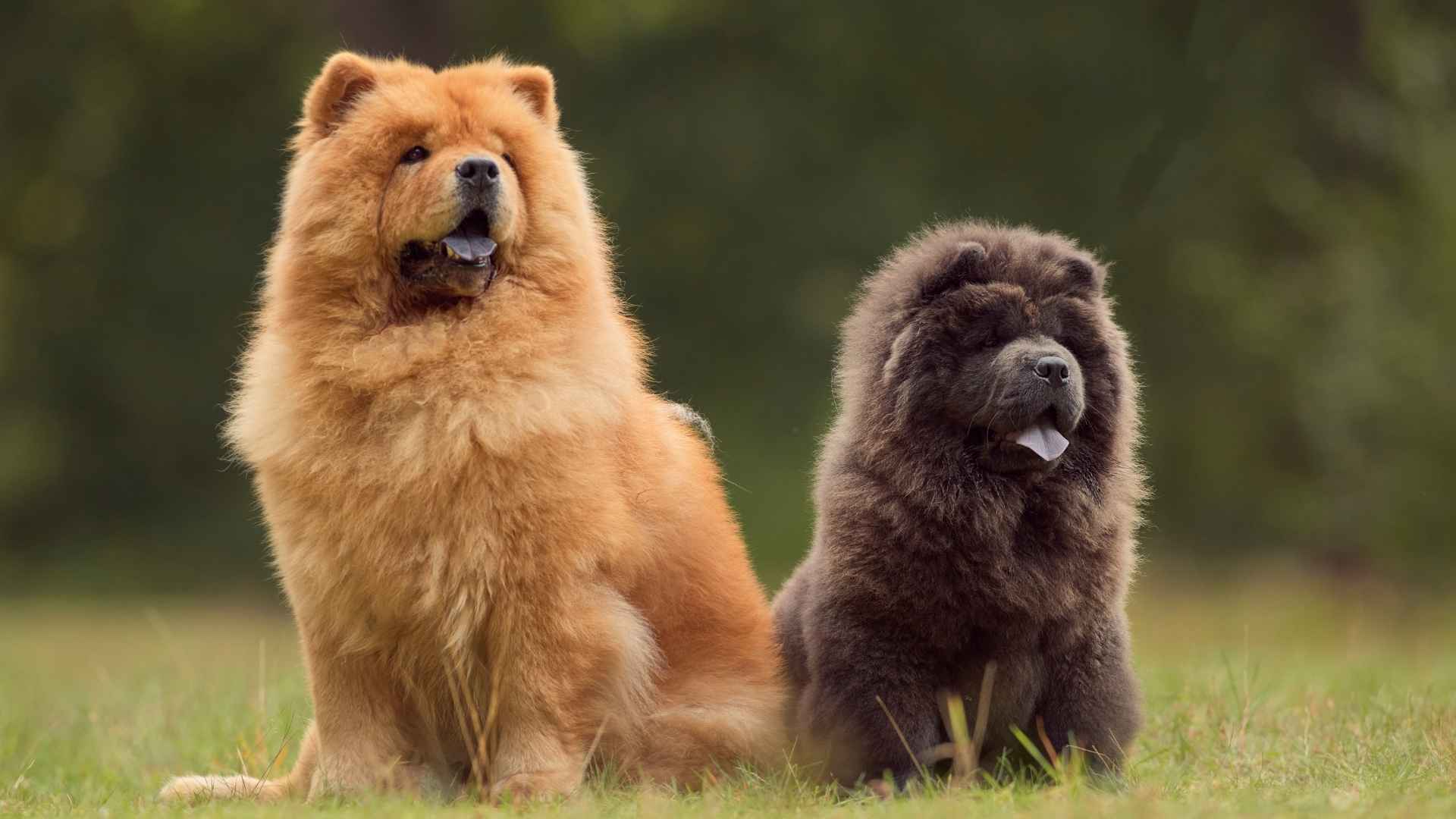 7 Outrageously Expensive Dog Breeds You’ll Never See At Home