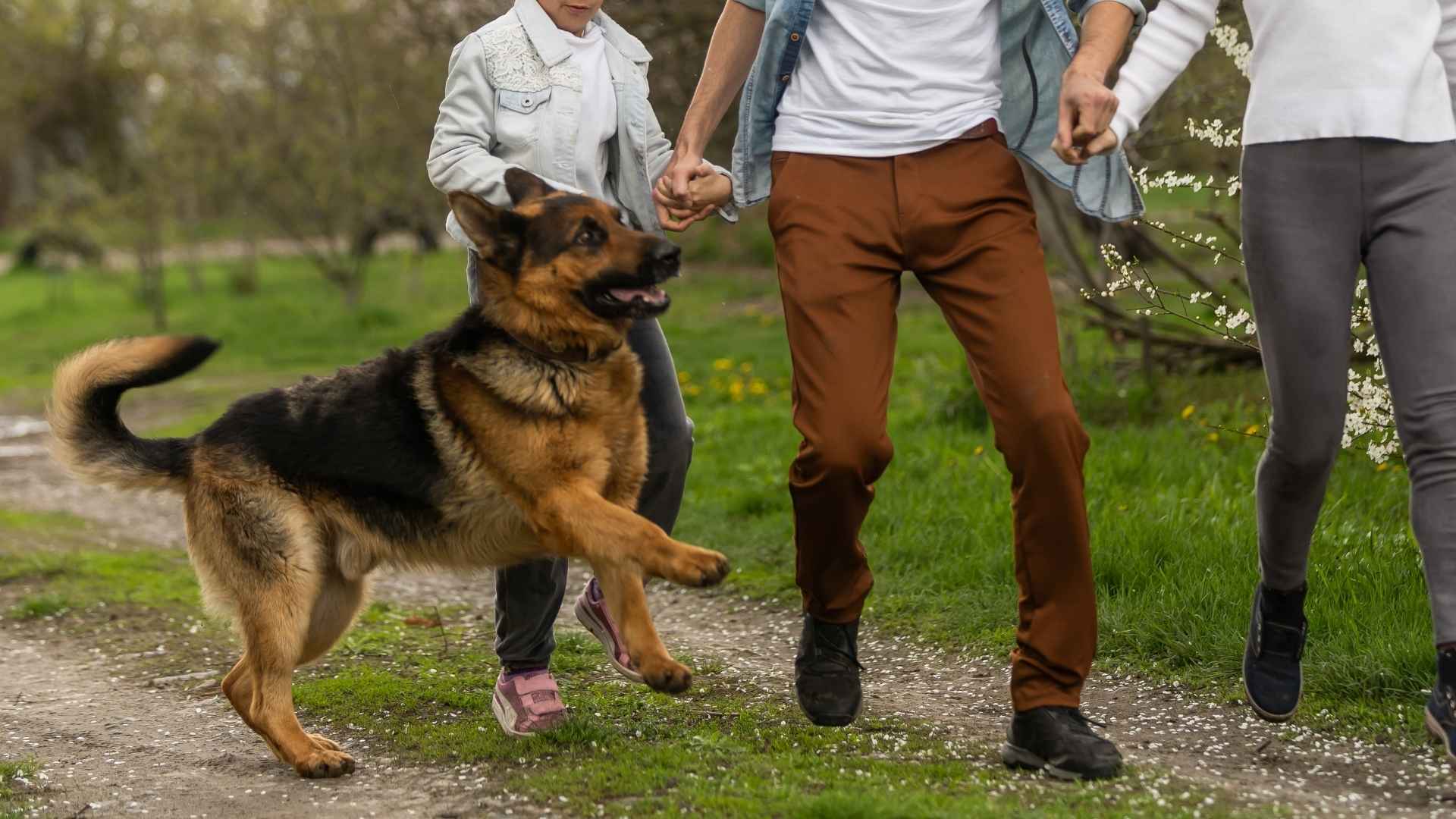 7 Playful Guard Dog Breeds that Enjoy Daily Interactions