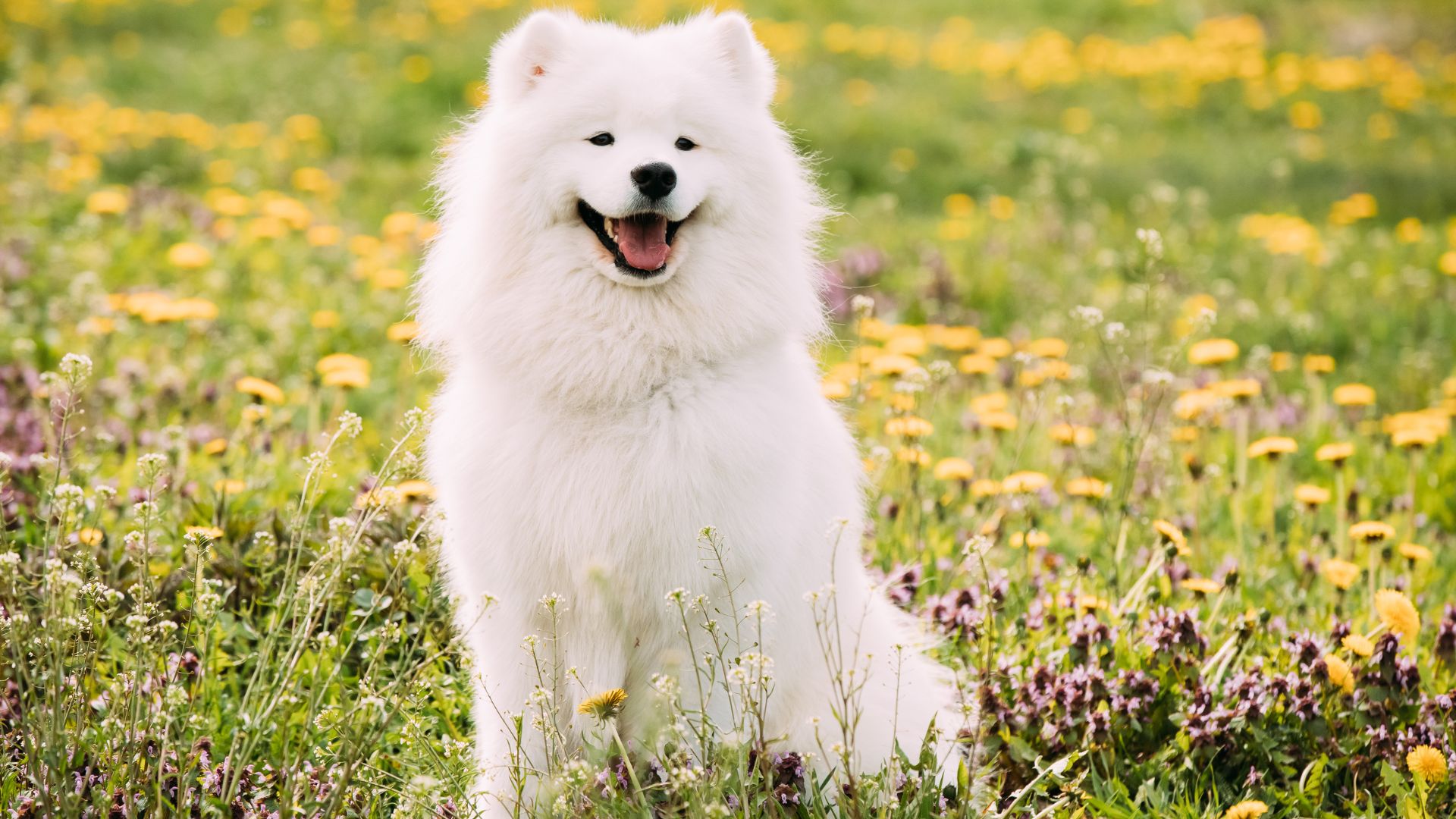 7 Popular Expensive Dog Breeds Among VIPs
