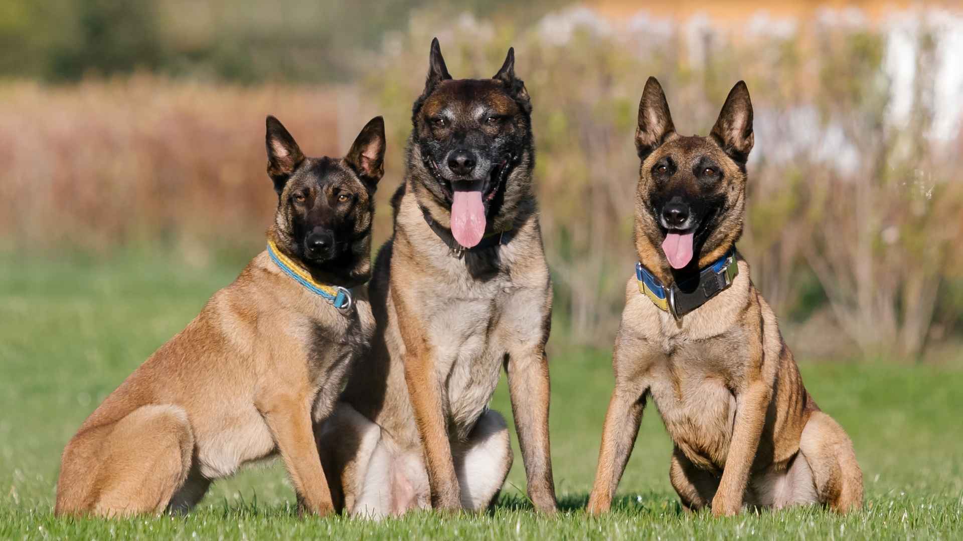 7 Popular Guard Dog Breeds In US Today