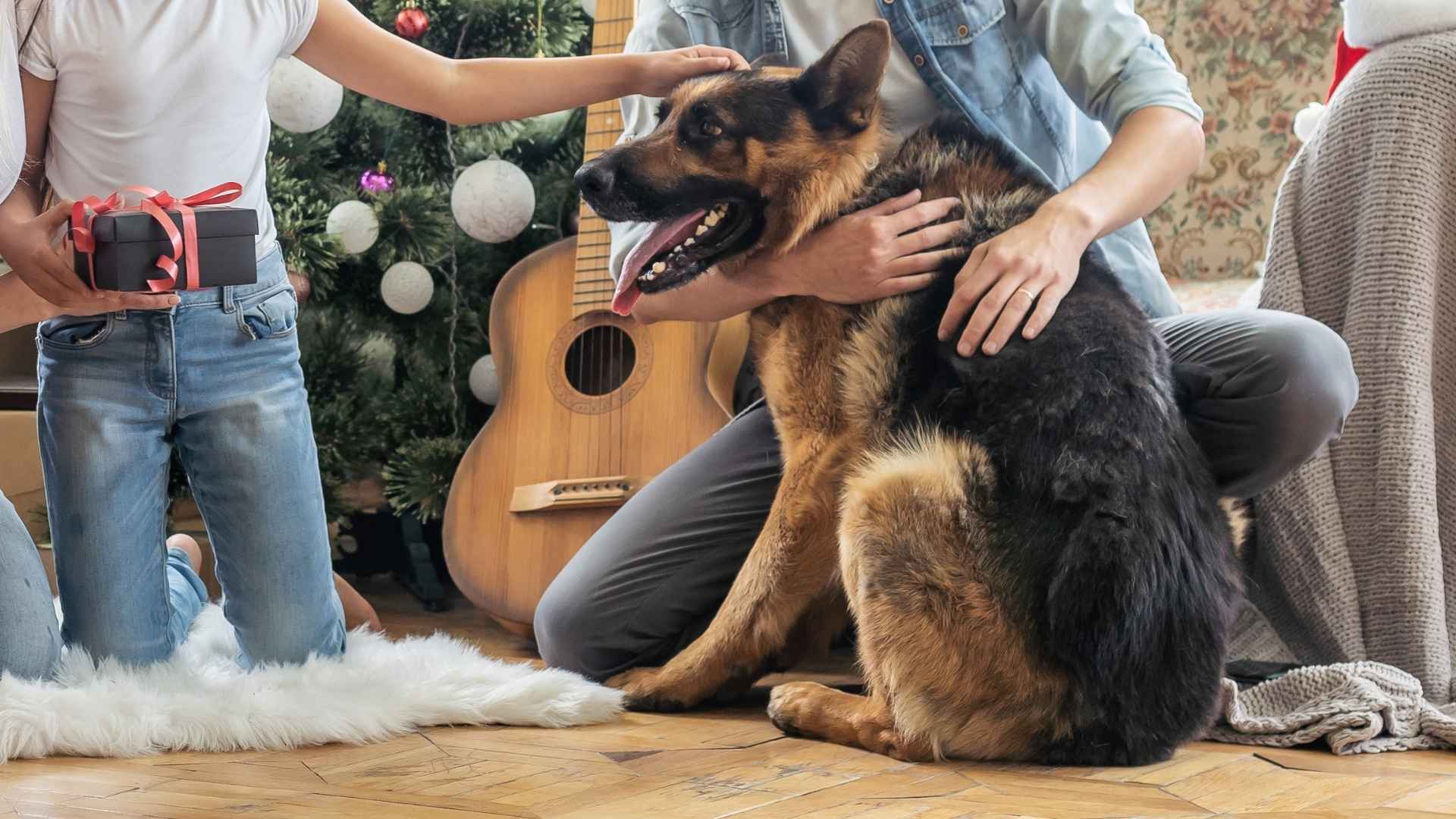 7 Popular Guard Dog Breeds That Are Loved By Families