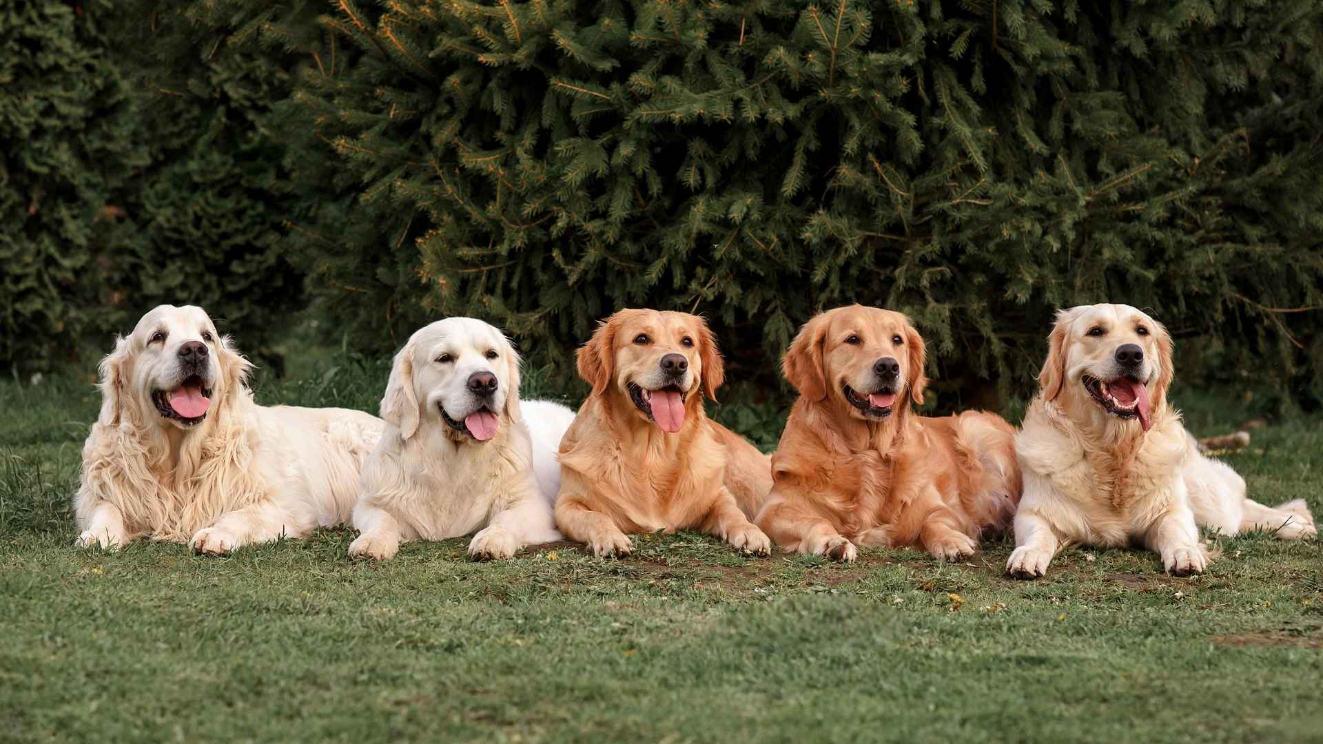7 Popular Intelligent Dog Breeds In The US