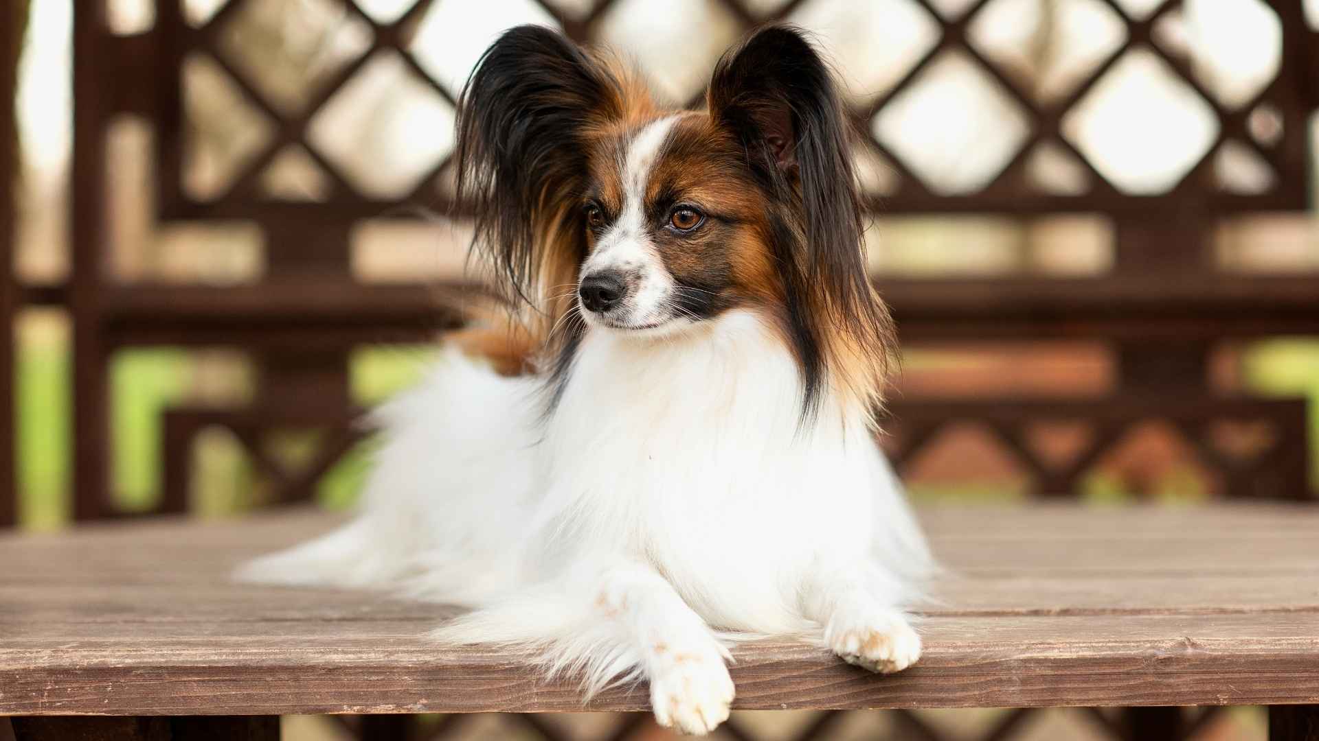 7 Popular Tiny Dog Breeds Under 10 Pounds