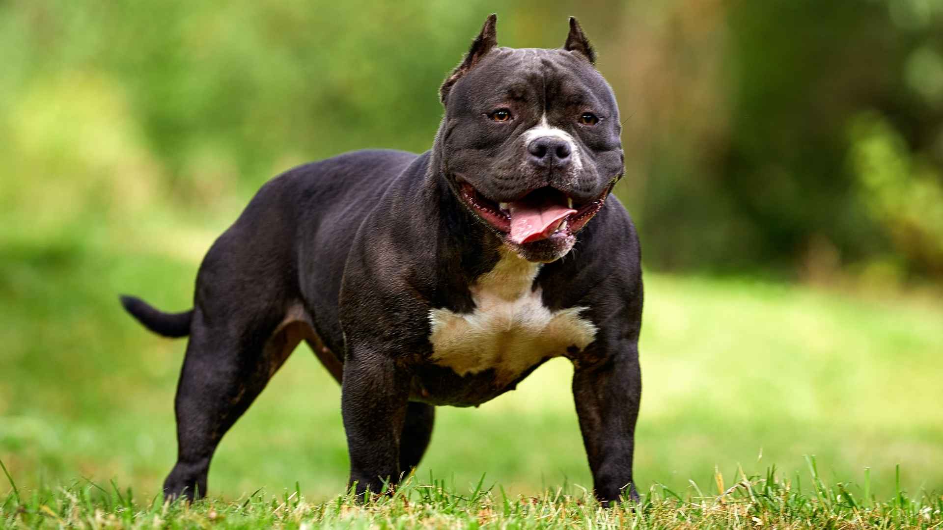 7 Powerful Dog Breeds With Extreme Power in Their Bite Force