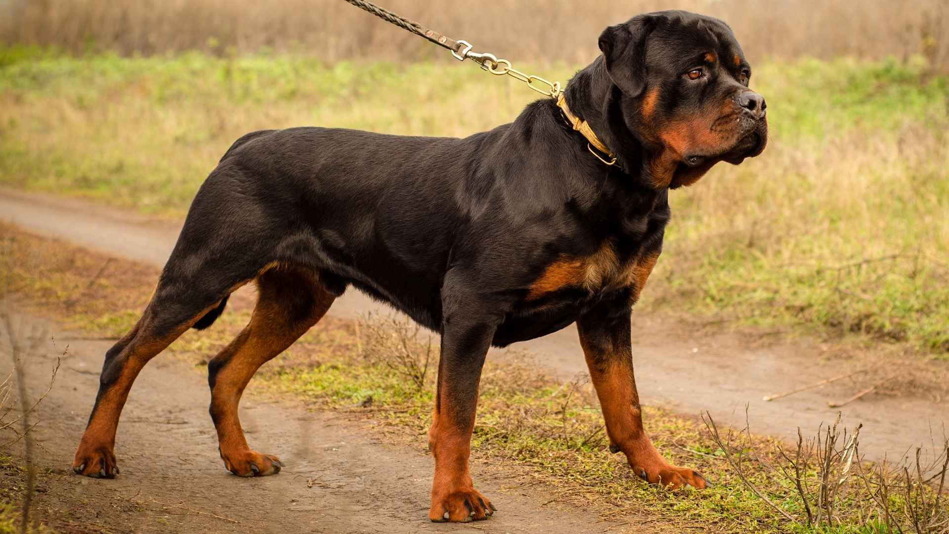 7 Powerful Dog Breeds With Wide Muscular Backs